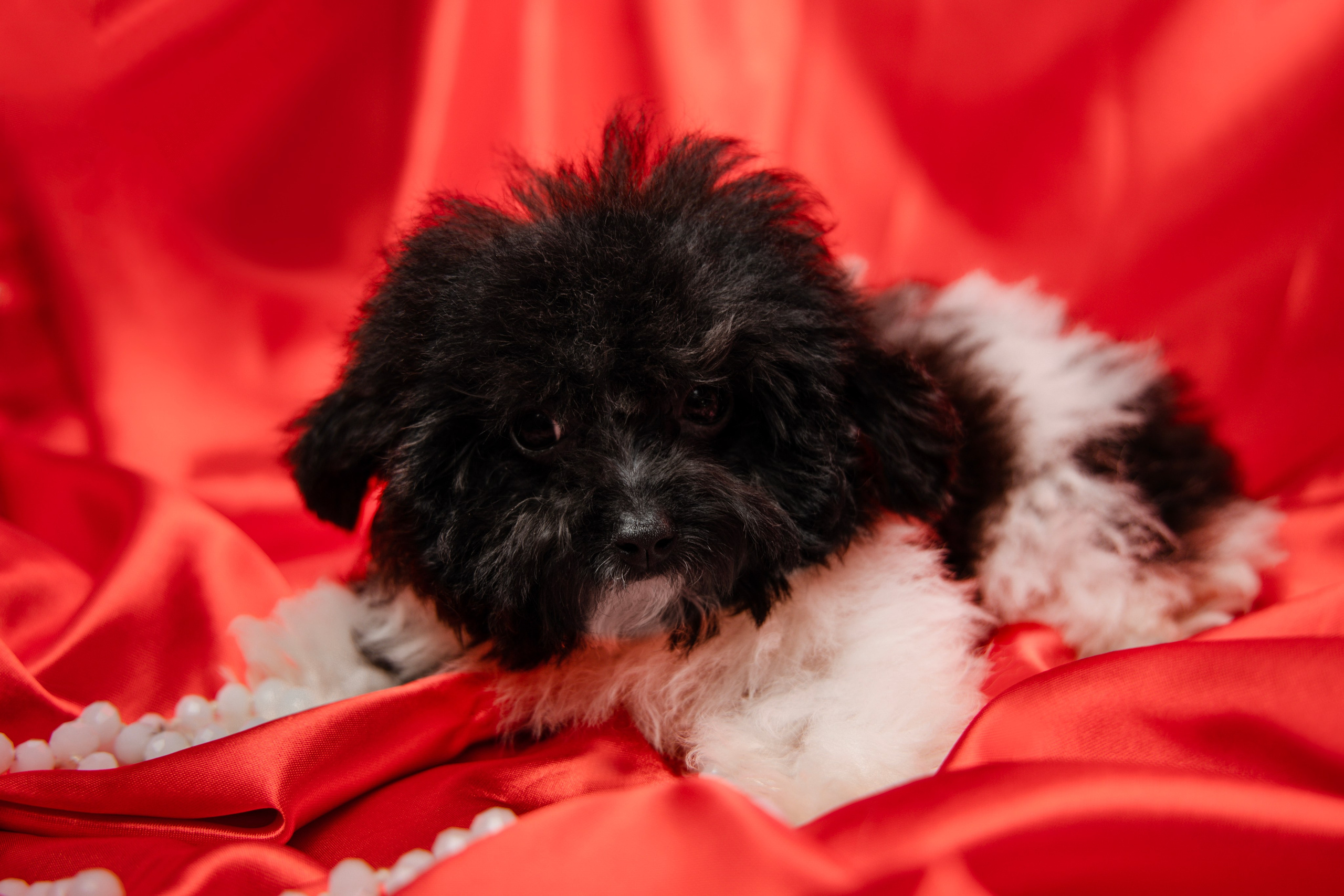 Фотограф Татьяна Марсуверских г. Жуковский, Москва и Мо. Репортажные съёмки, фотосессии,  фотограф анималист, фотосъёмка животных. Фотограф для маркетплейсов, фотоуслуги в Жуковском Татьяна Марсуверских