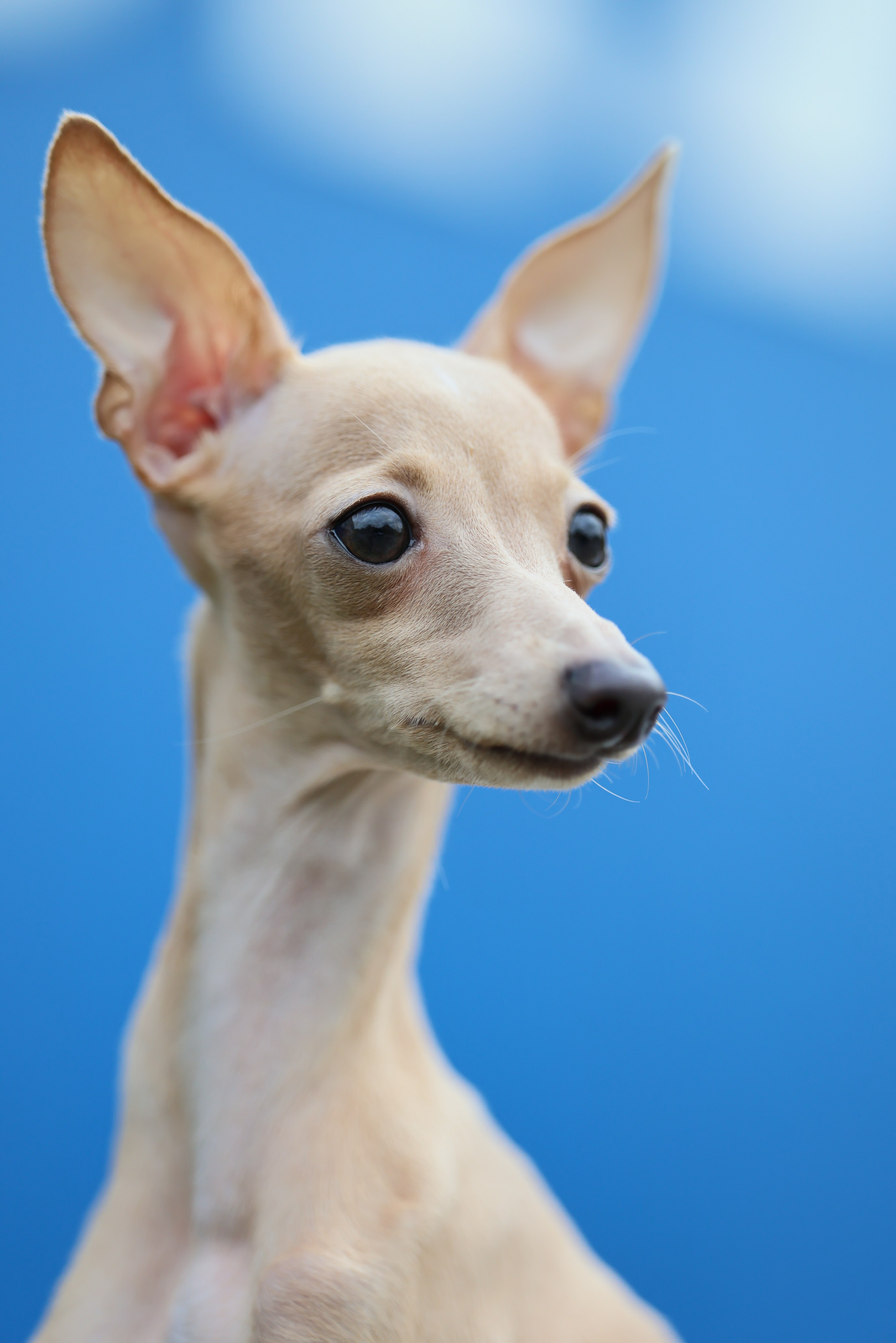 Кремовая Лекси. Professional Italian Greyhound Kennel RKF/FCI ASTI SAPPHIRE 💎 Sochi|St. Petersburg