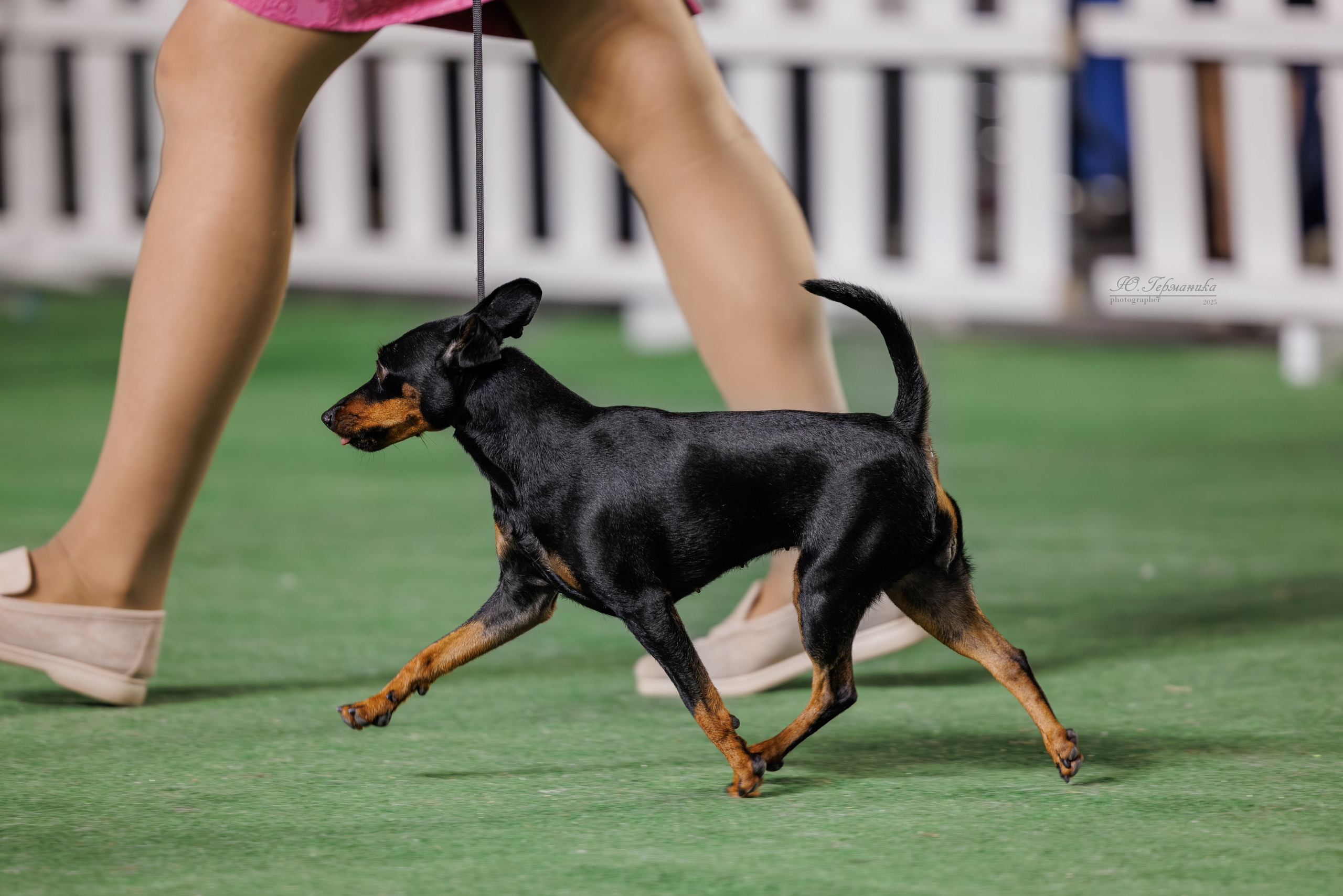 Телави 11-12.10.2025. Фотограф-анималист Юлия Германика