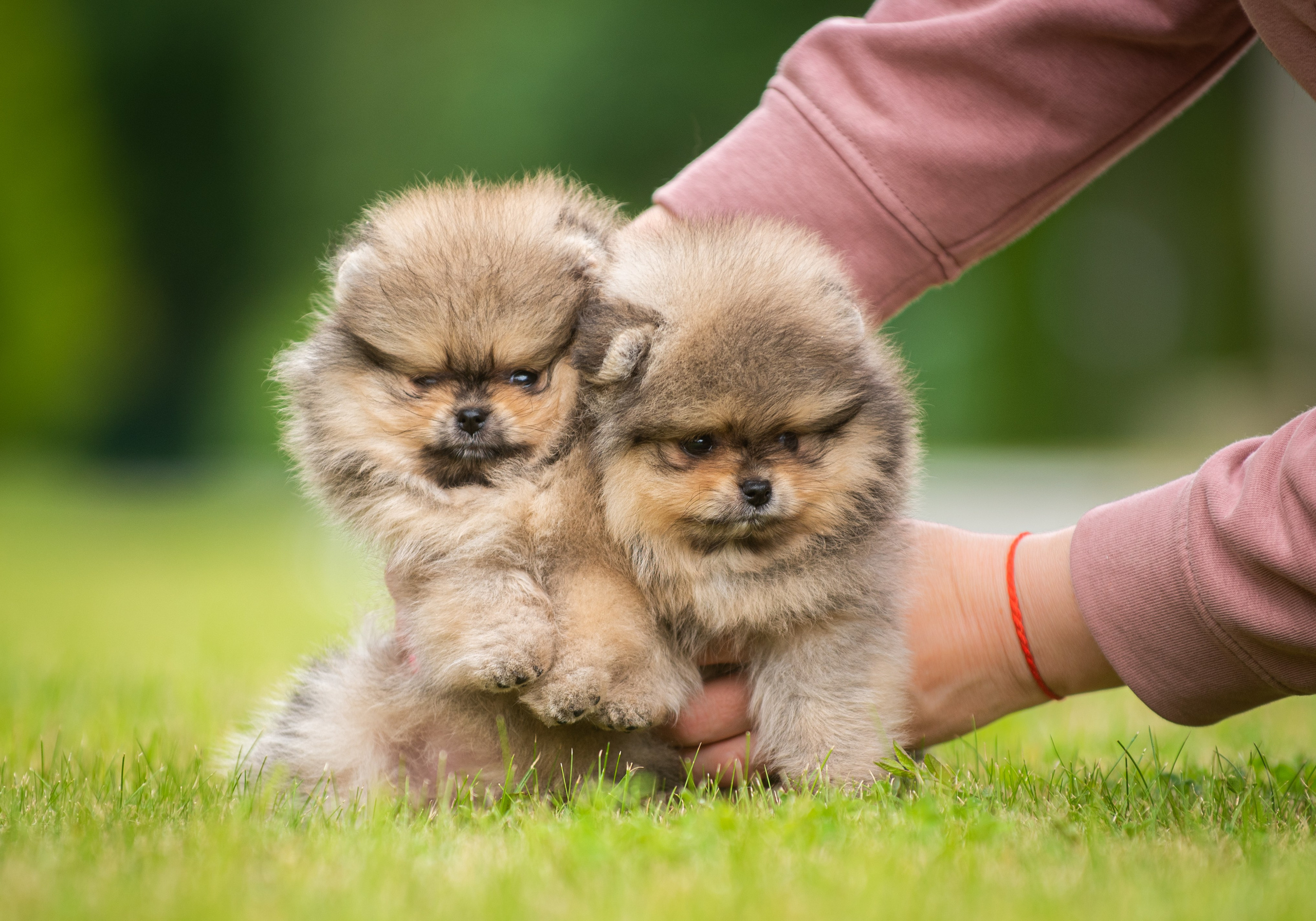 Шпицы щенки. Главная