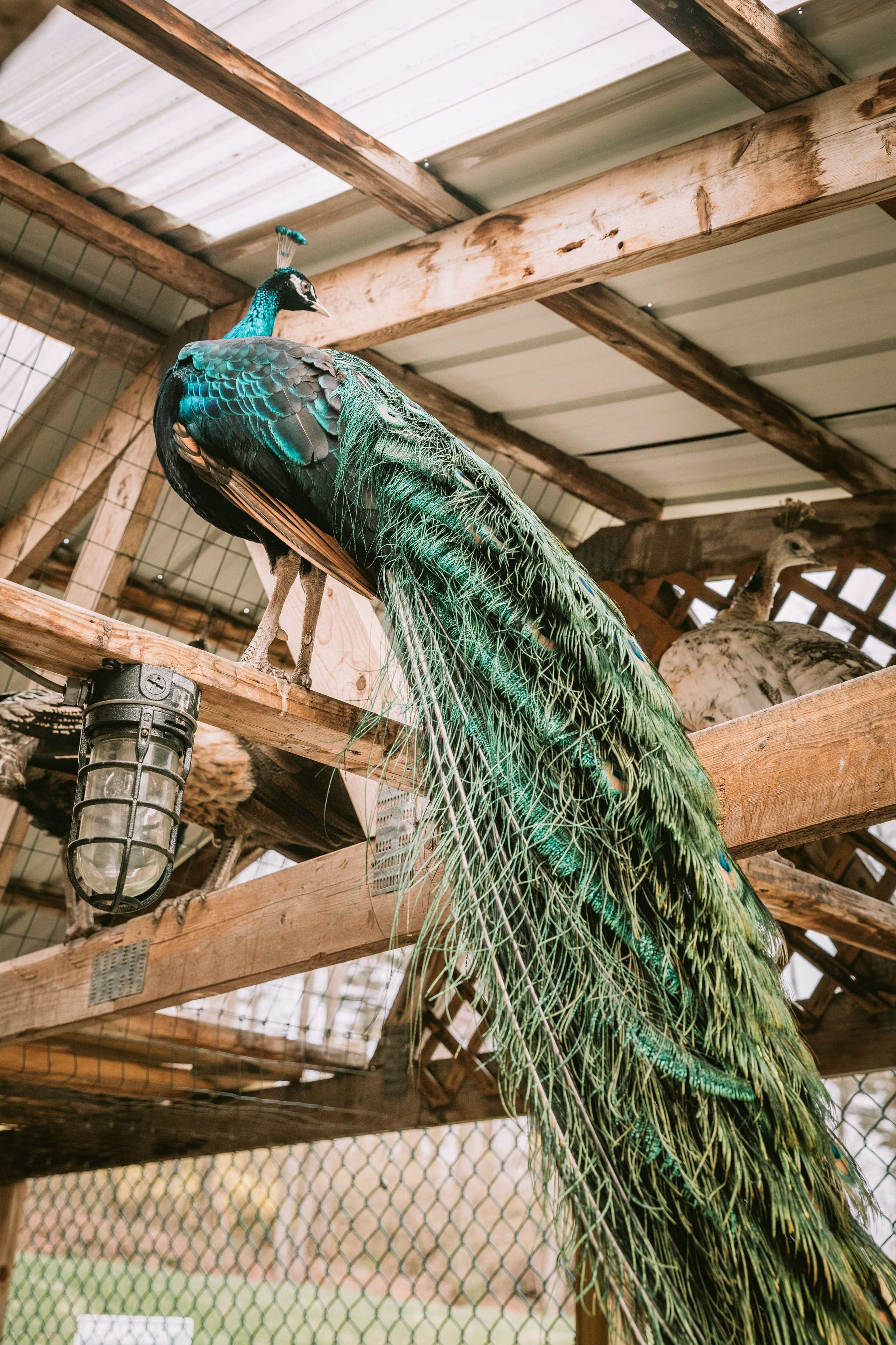 Session at the client’s home. Family photographer in Eastern Pennsylvania, Inna Nairn
