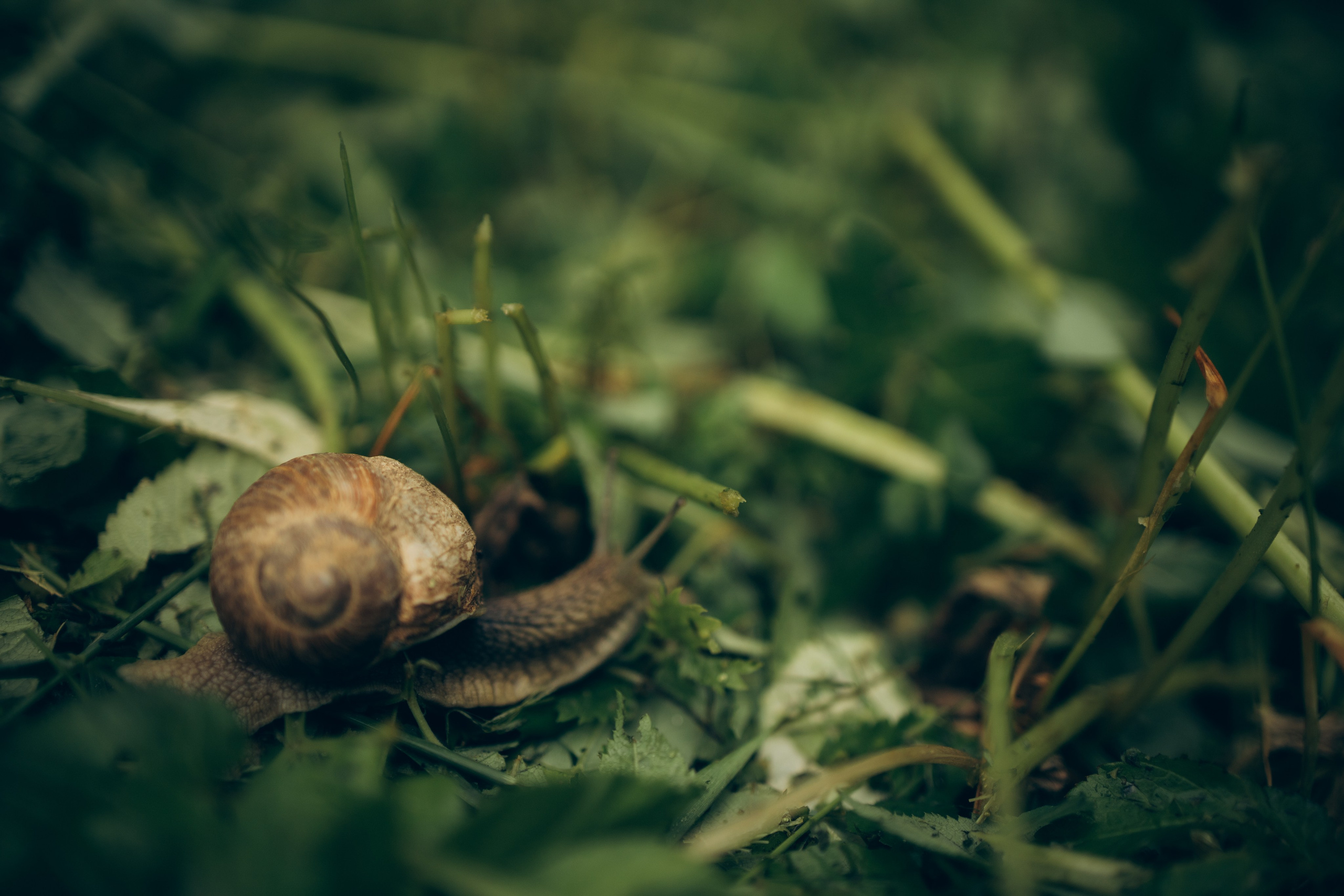 Istra. Женский фотограф Истра