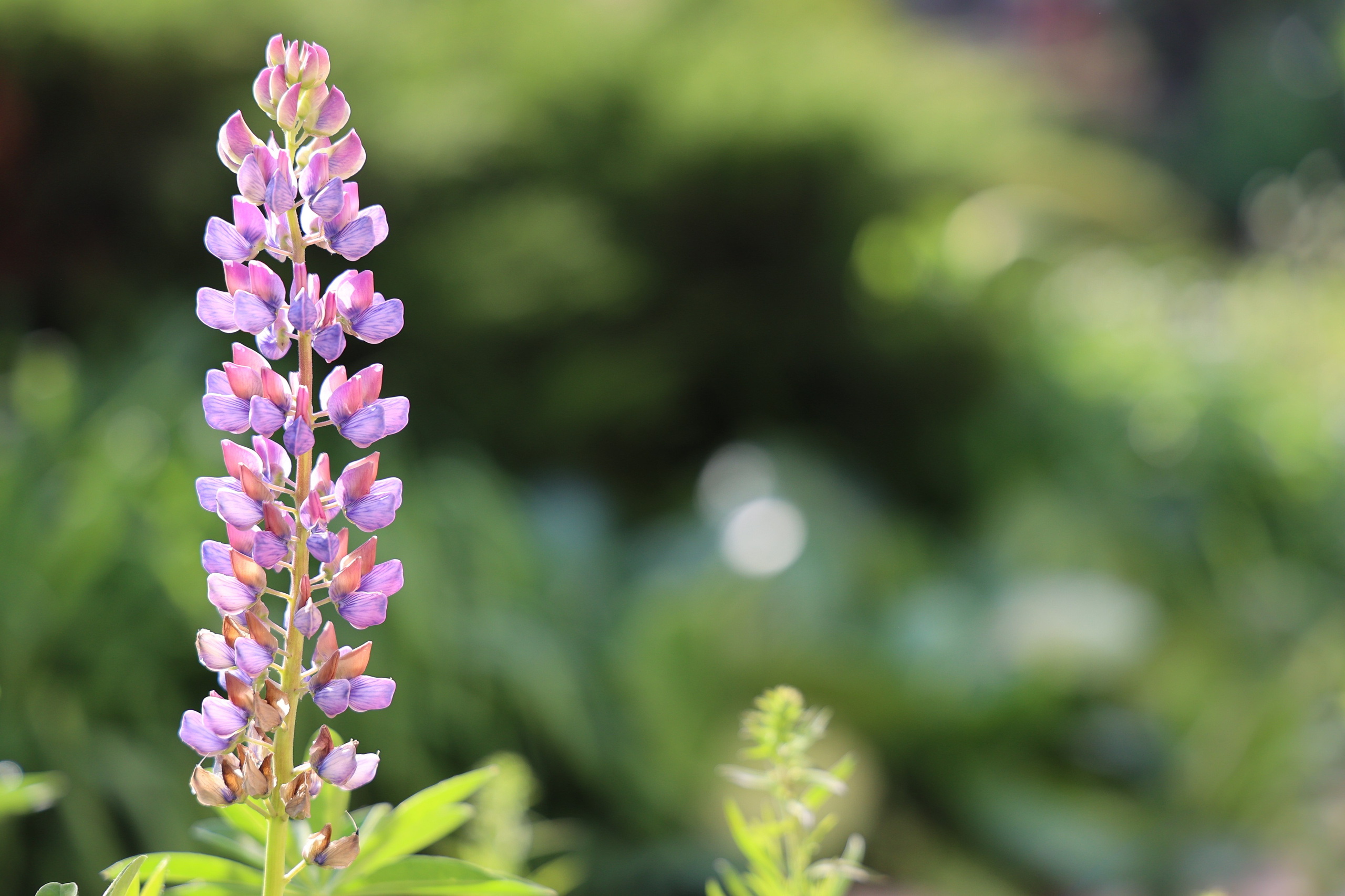Любимое. Фотограф в Санкт-Петербурге Анна Сосновская