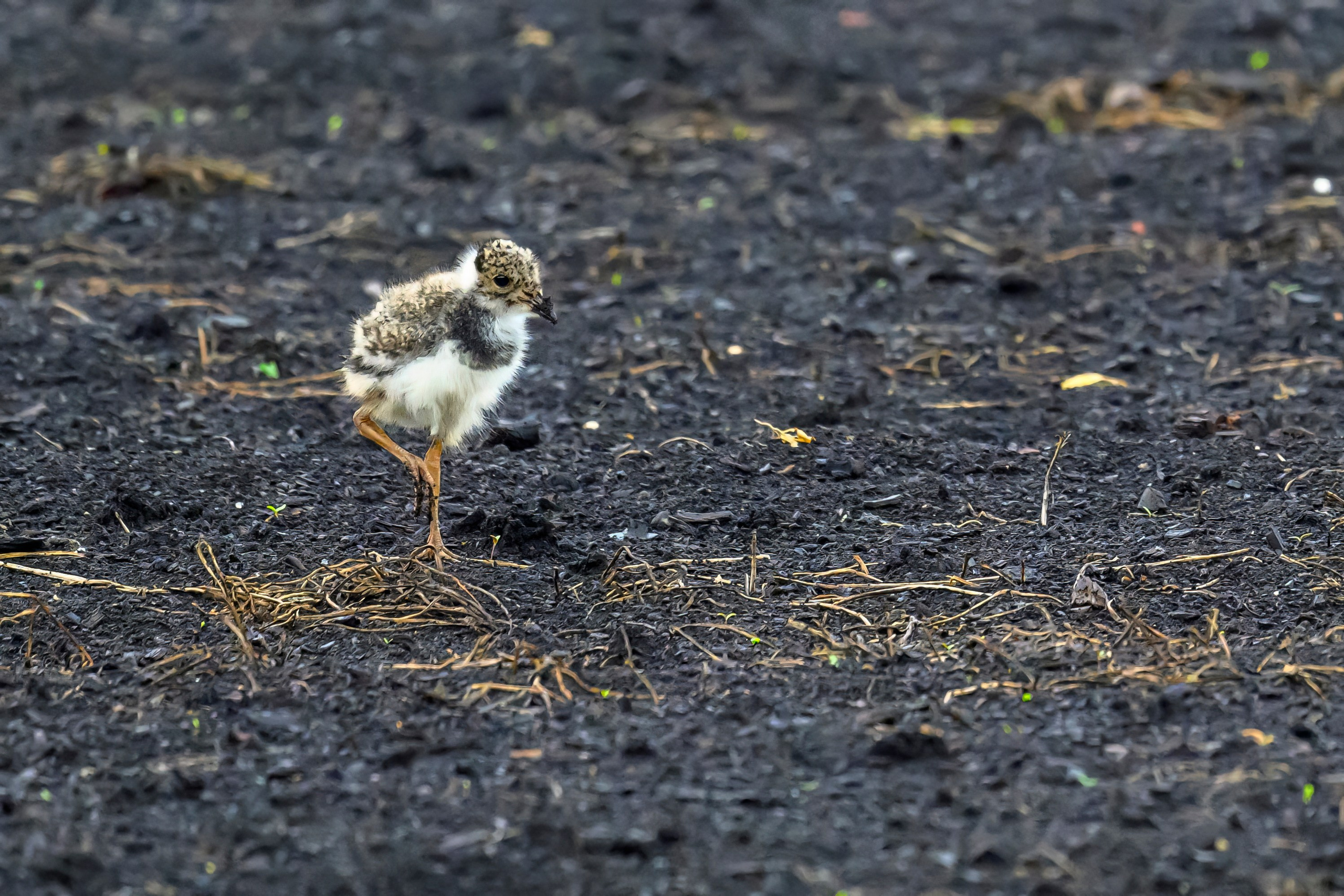 Веретенник. Фотограф Сергей Пупонин