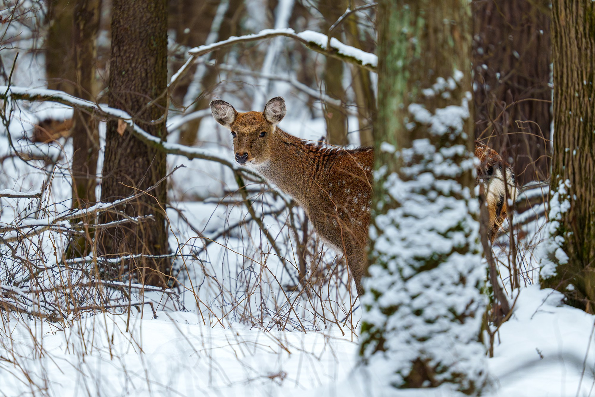 Животные. Ваш личный фотограф Марина Волкова