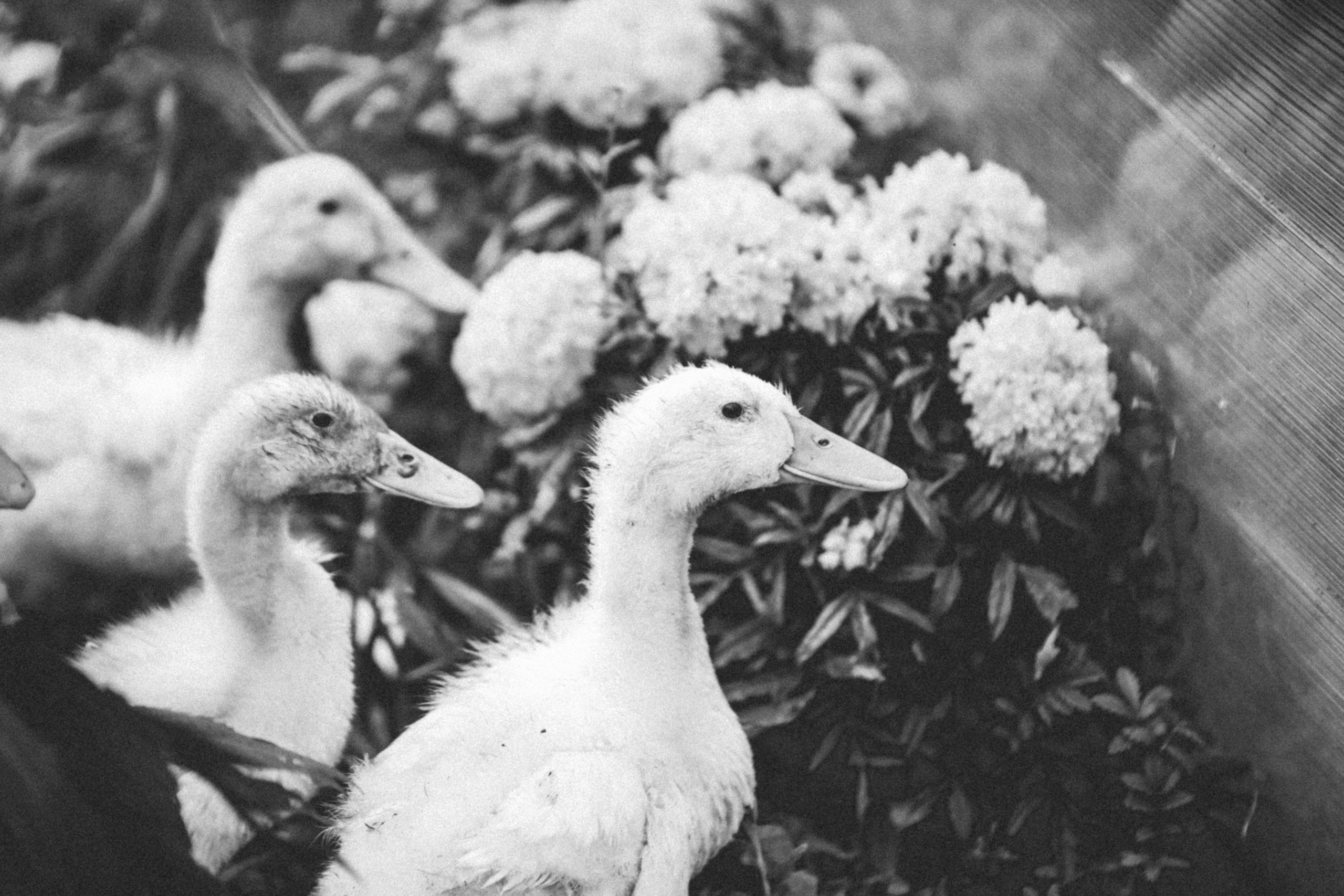 Дедушкина дача. Ася Краснова