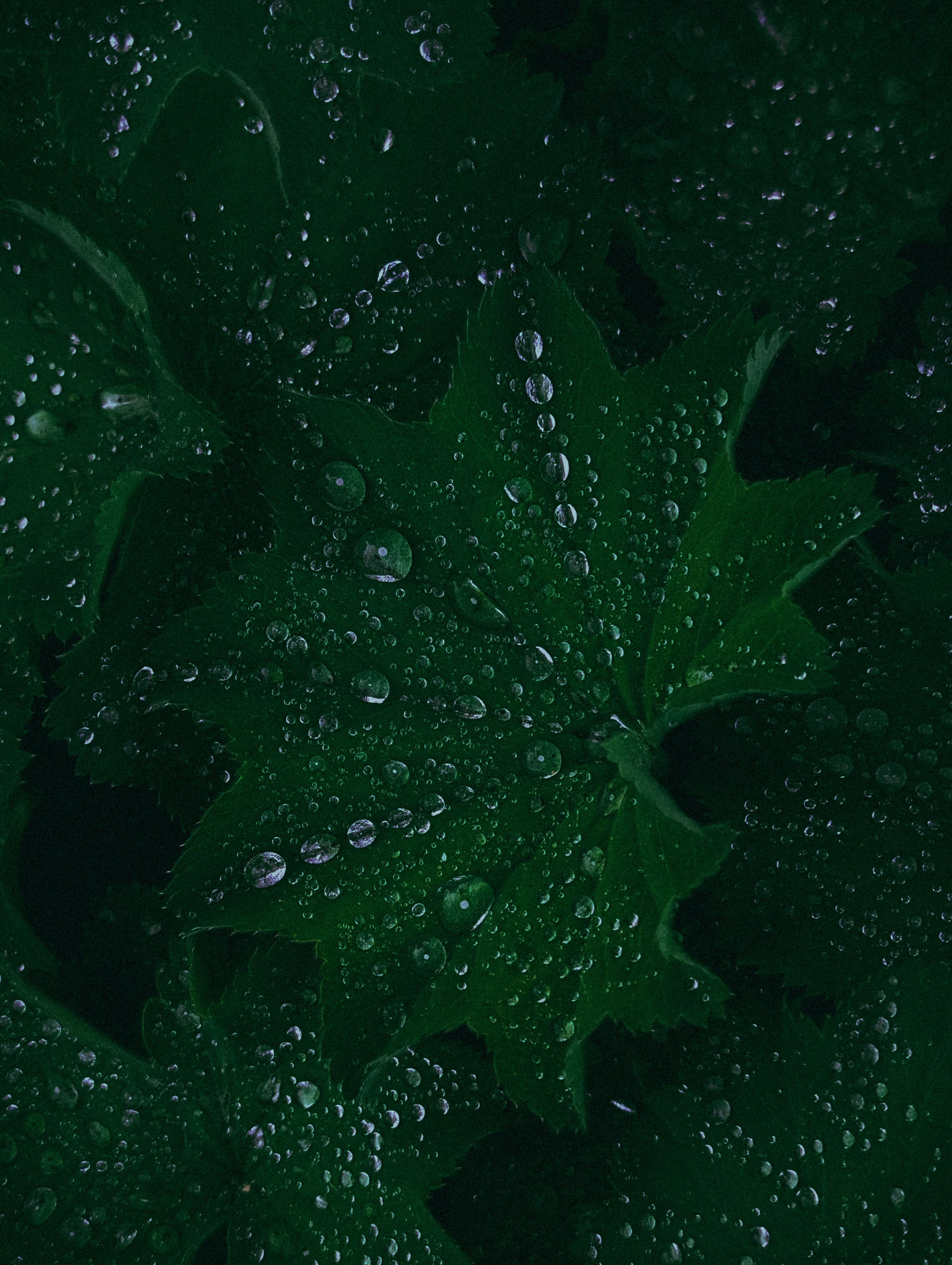 Вдохновение. Ph___tina