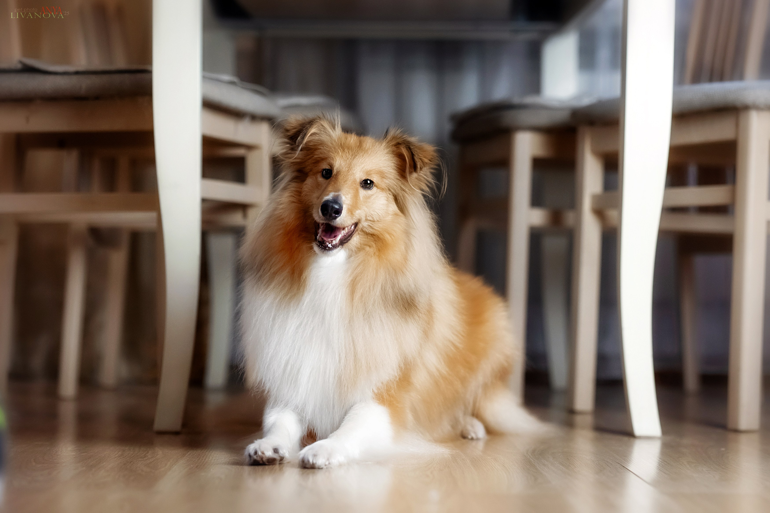 Ника. Фотограф анималист Аня Ливанова | Рыбинск