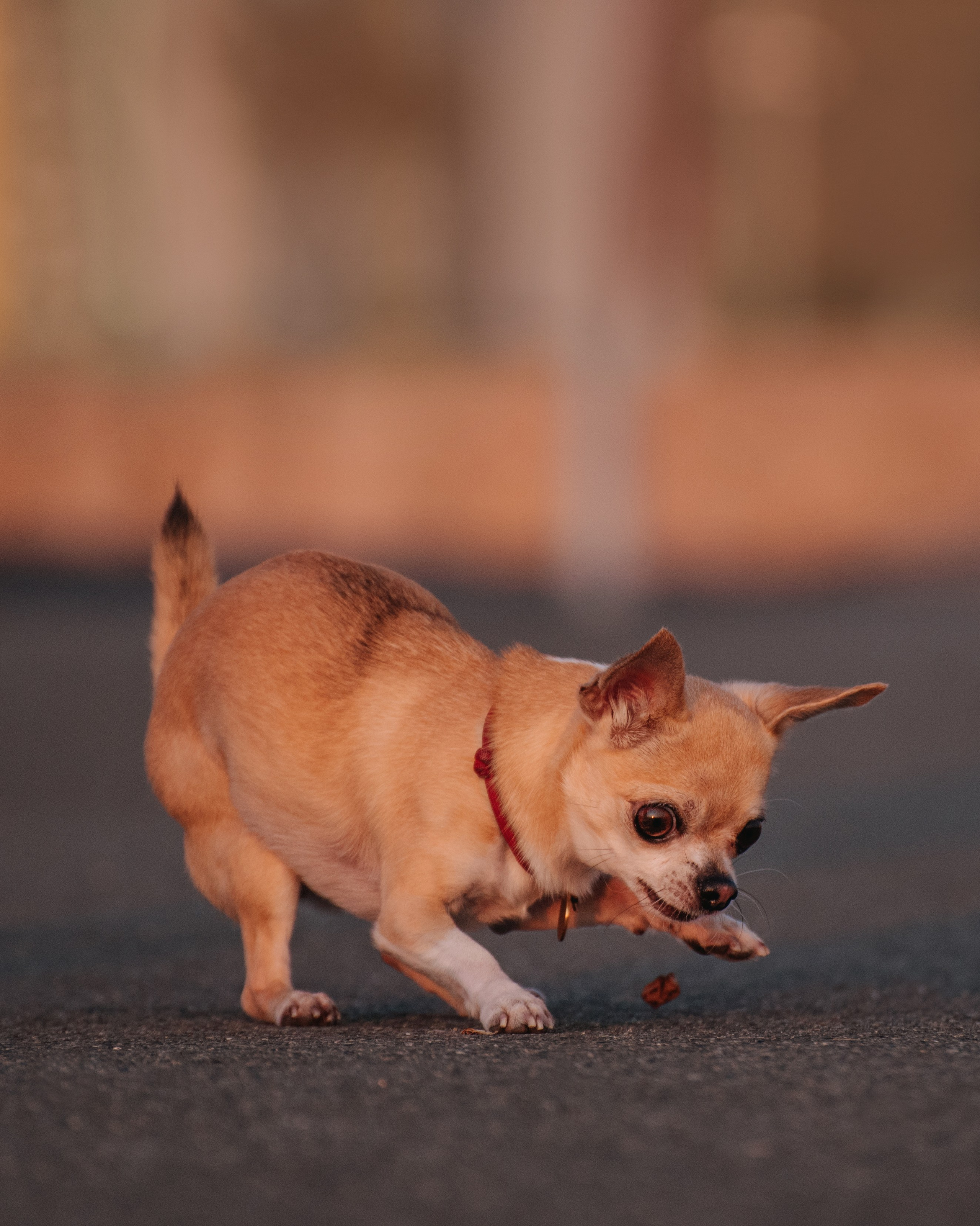 Прогулка: чихуахуа Хенни и Алина во Владивостоке. Портфолио