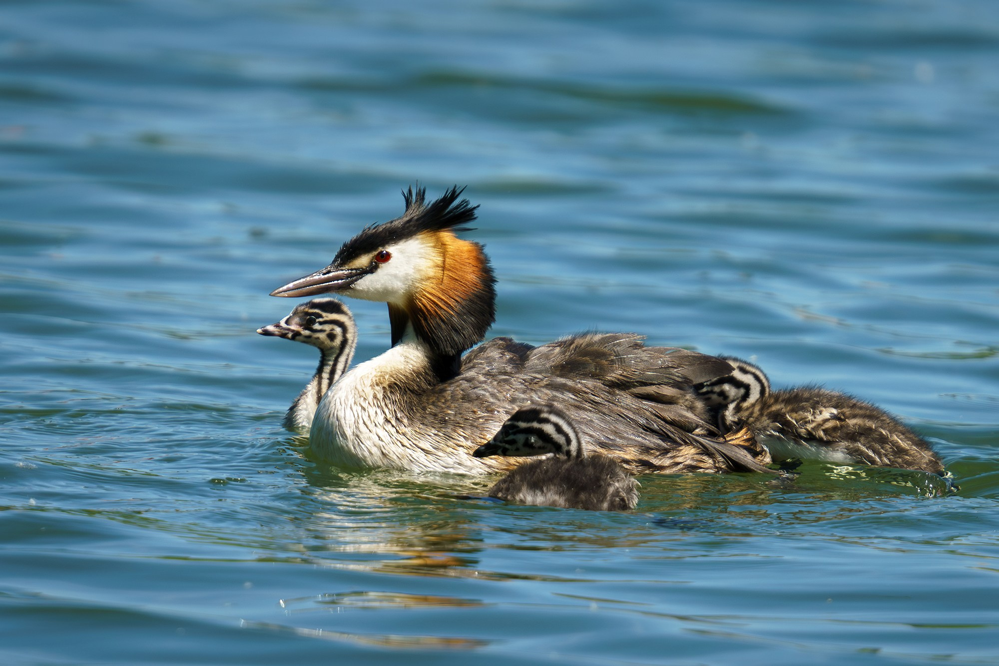 Удивительные мир птиц. Вокруг нас столько прекрасного — присмотритесь!. Ваш личный фотограф Марина Волкова