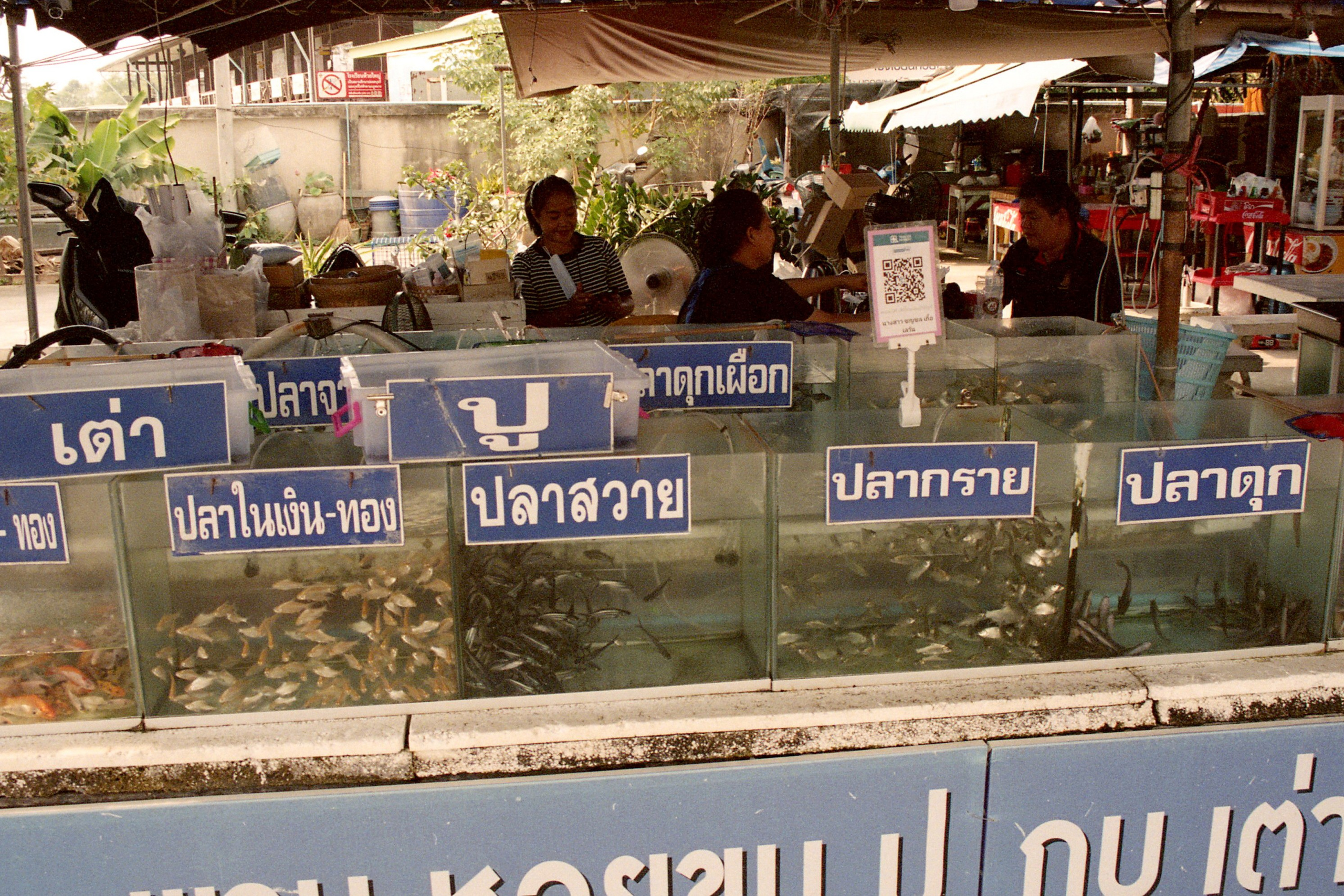 Тайланд. Елена Никитина. Фотохудожник. Пленочная фотография. Принты