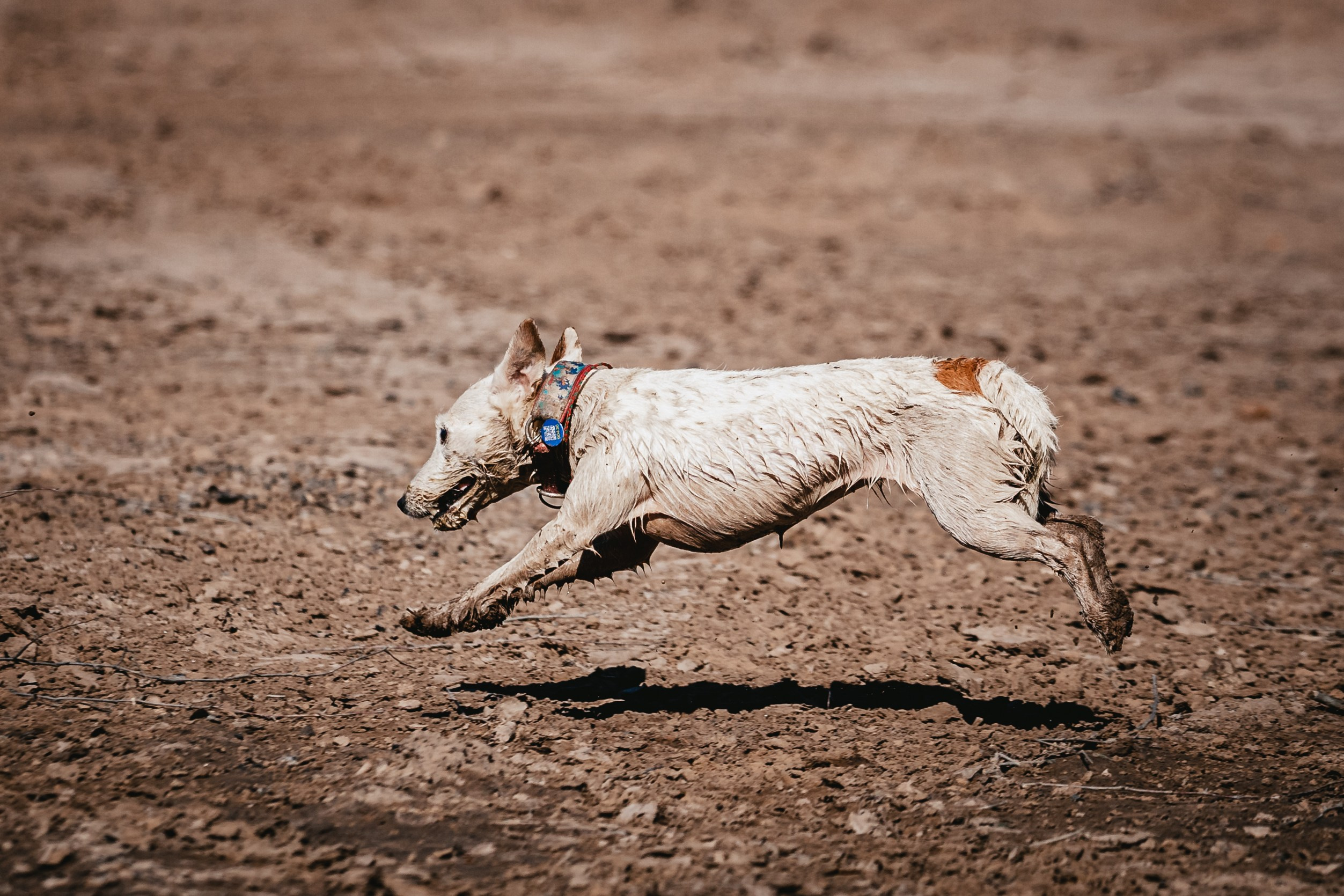 Кондуки. Фотограф-анималист Татьяна Степанова