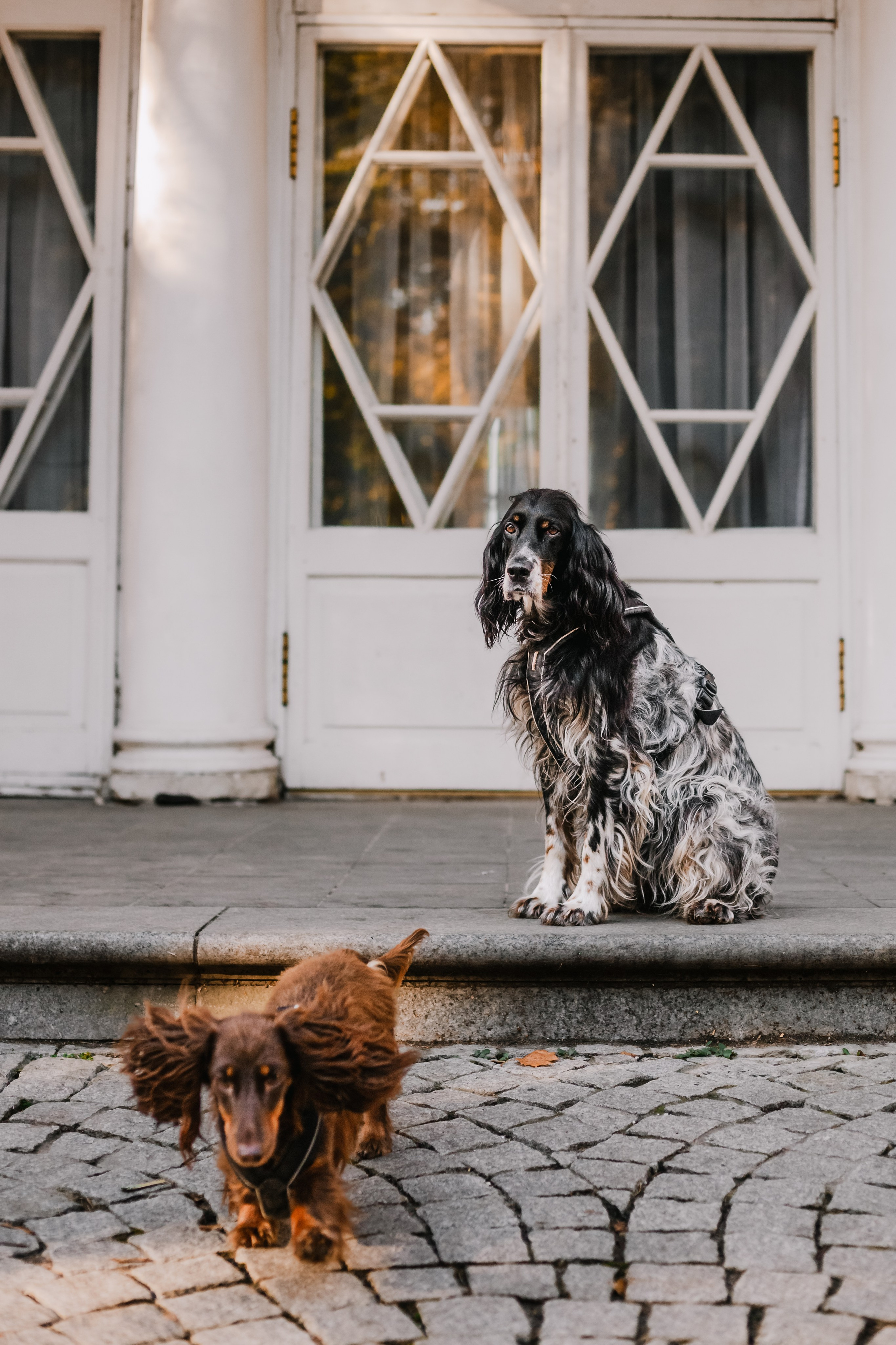 Света, Хайди, Богдана. Фотограф-анималист Татьяна Степанова