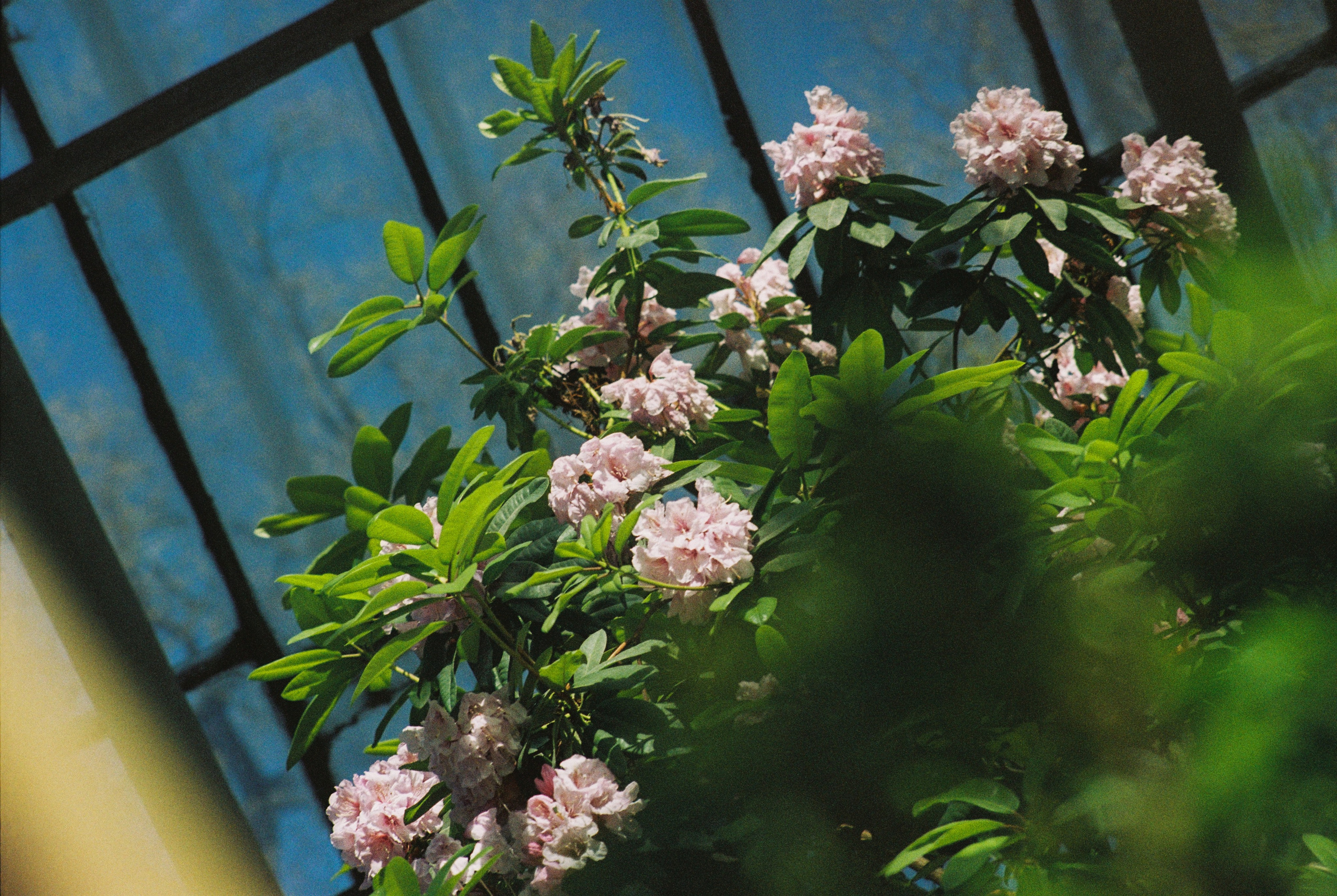 Плёночная весна 2025. Илья Михачёв Фотограф ПРО людей