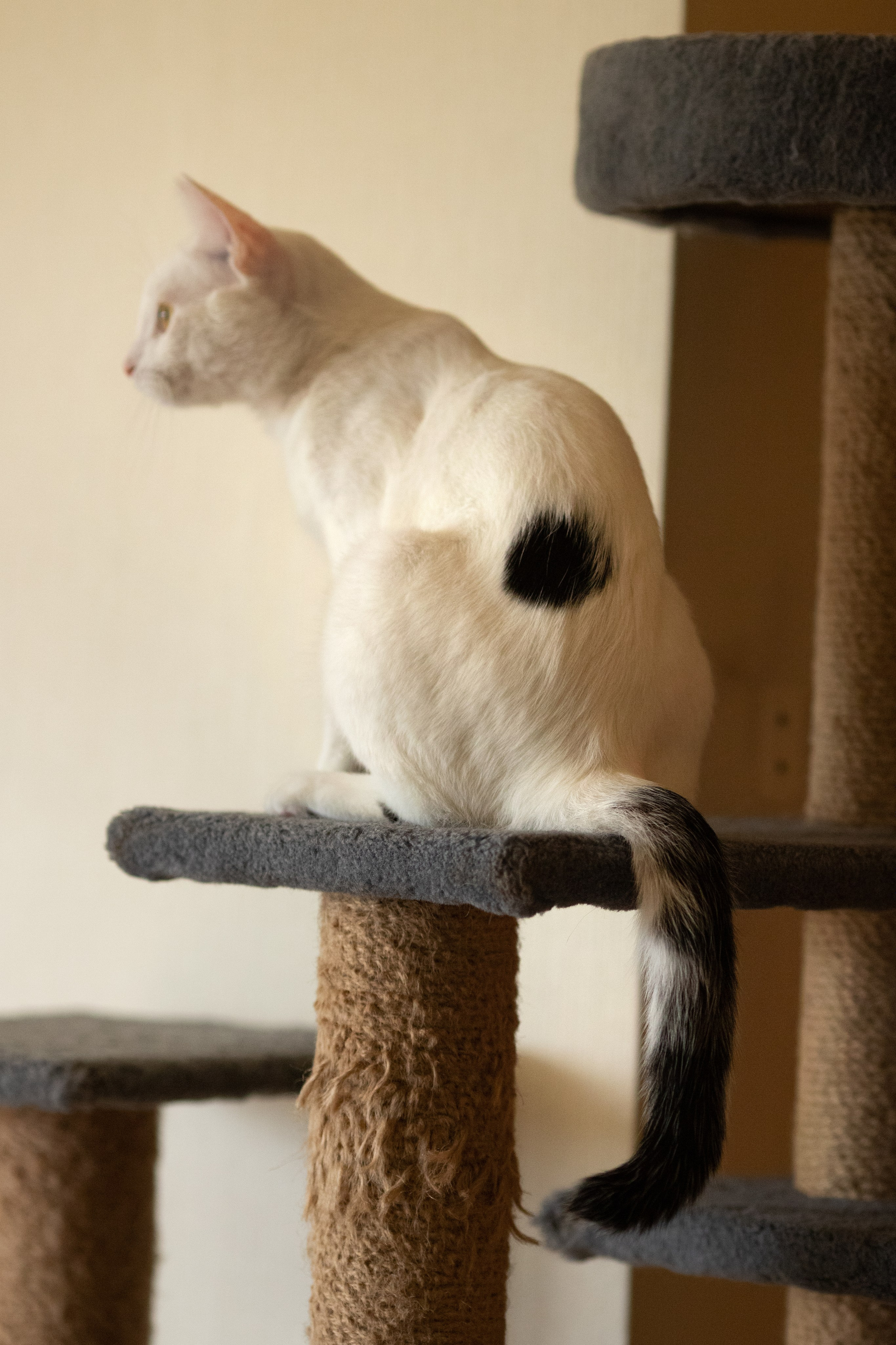 Котята в добрые руки. Арт фотограф в Минске Анастасия Корбут