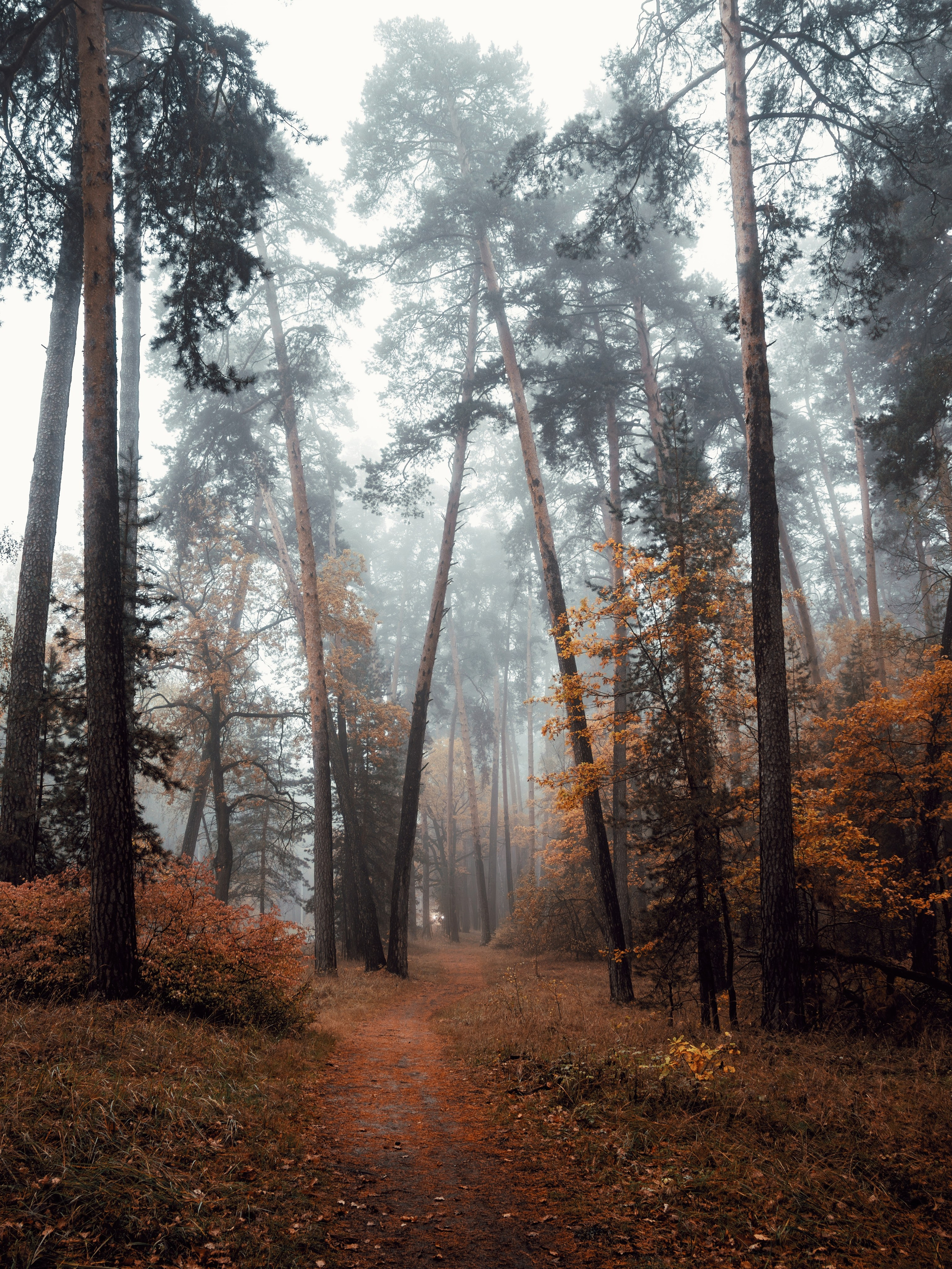 Октябрьский туман. С любовью, фотохудожник