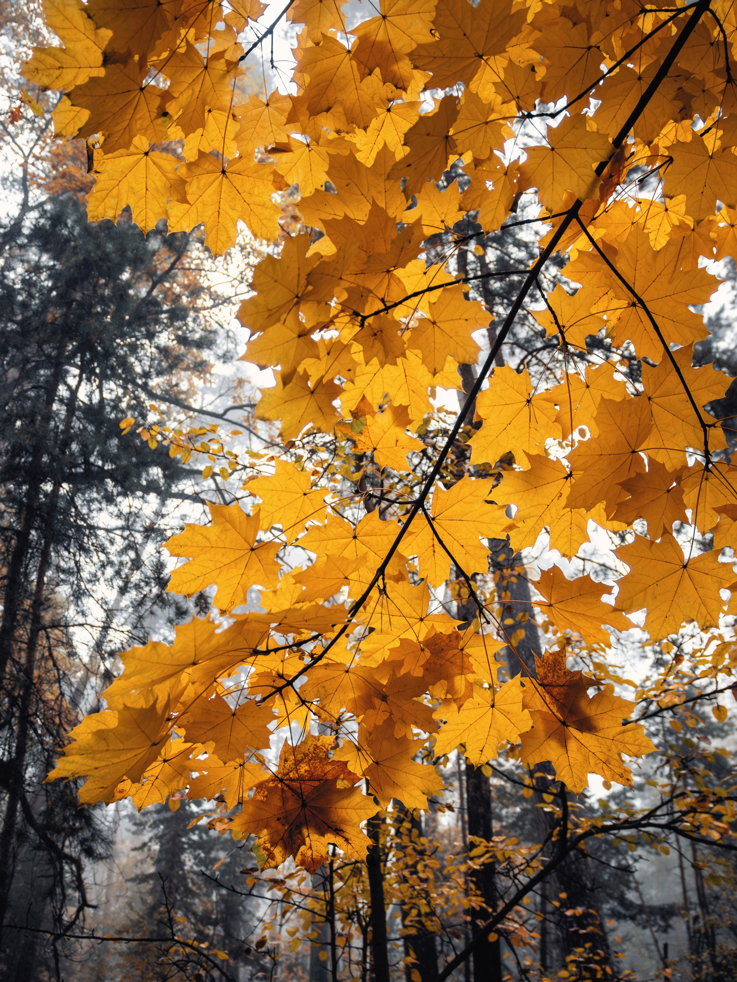 Октябрьский туман. С любовью, фотохудожник