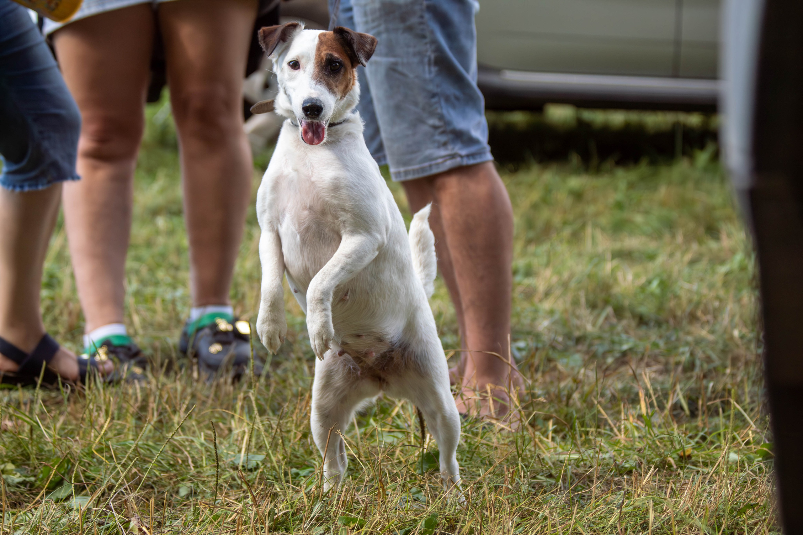 Репортажная съемка в Туле. Фотограф анималист — Тула, Москва