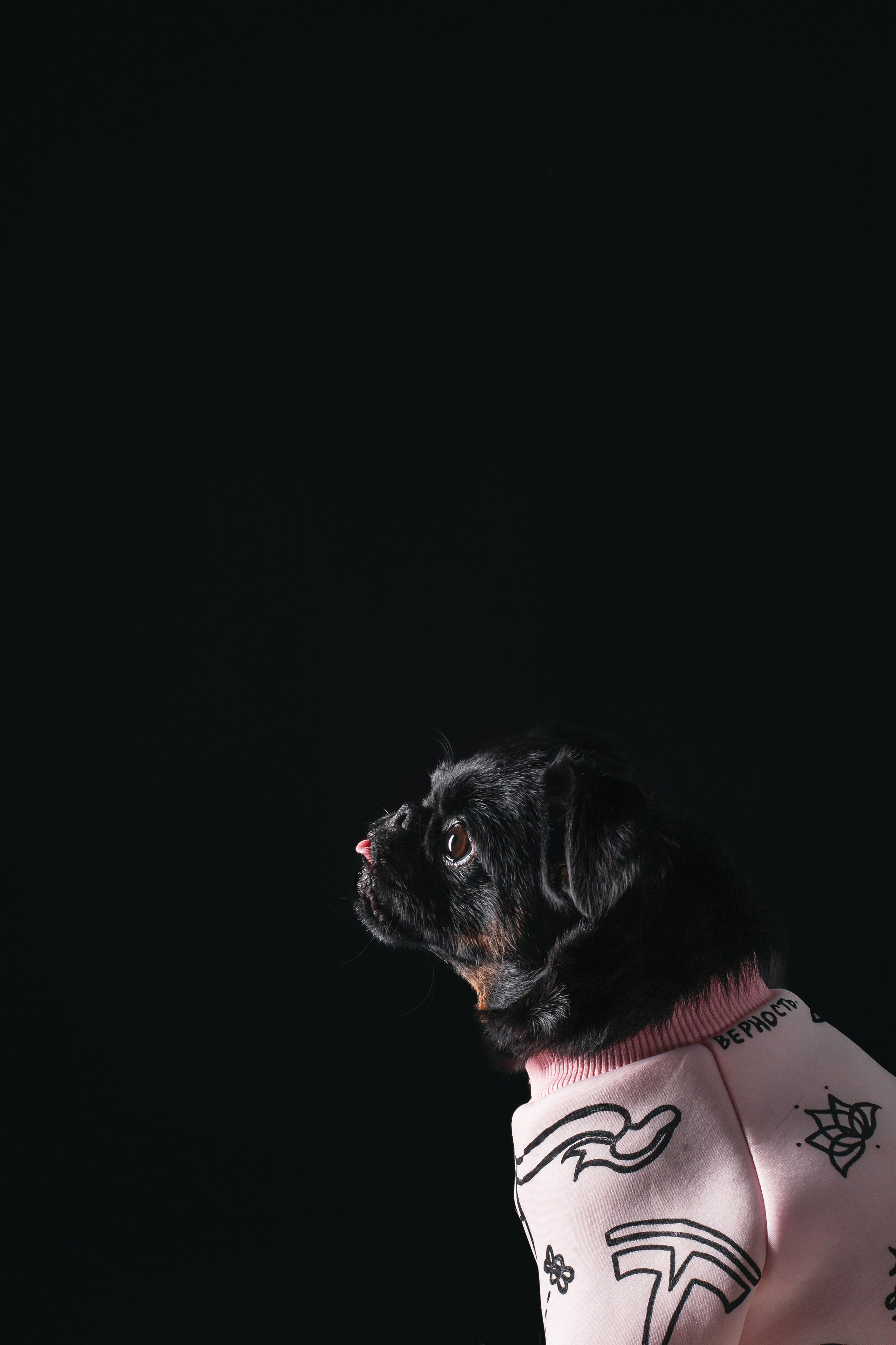 Студийная фотосессия с цветным светом. Фотограф-анималист Татьяна Степанова