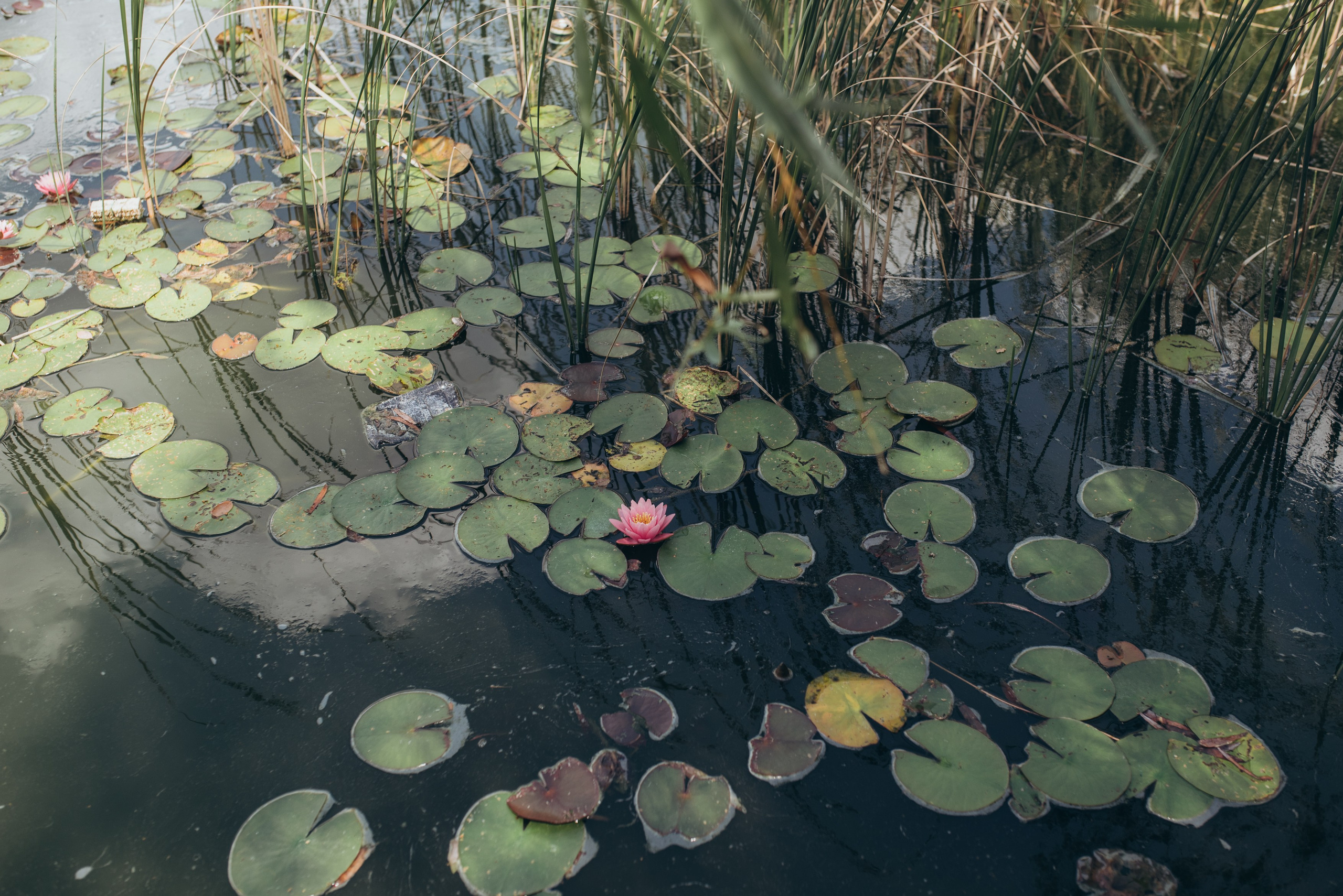 Дмитрий + Евгения. Главная