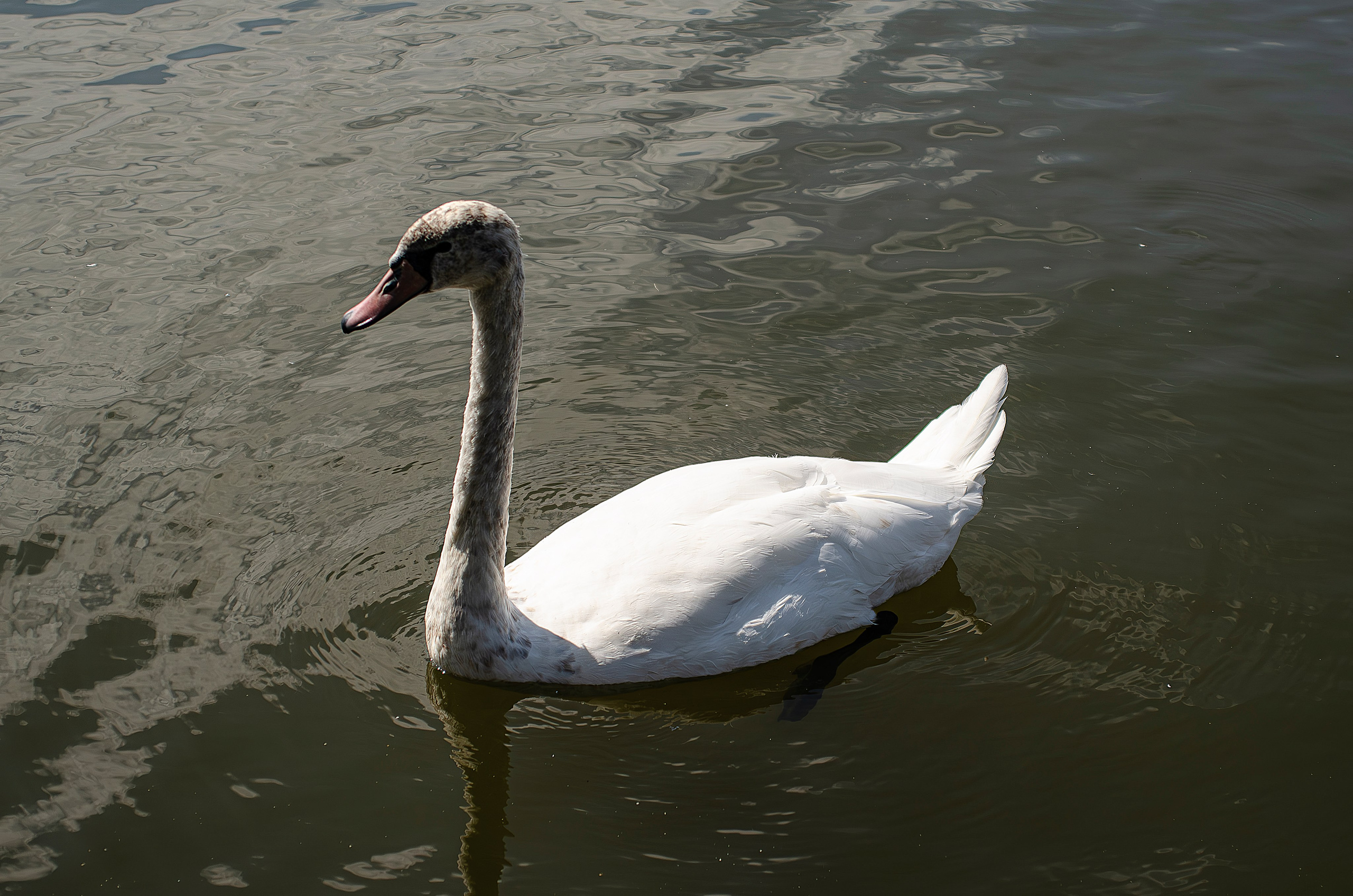 Птицы.Животные. Sreda fotoArt