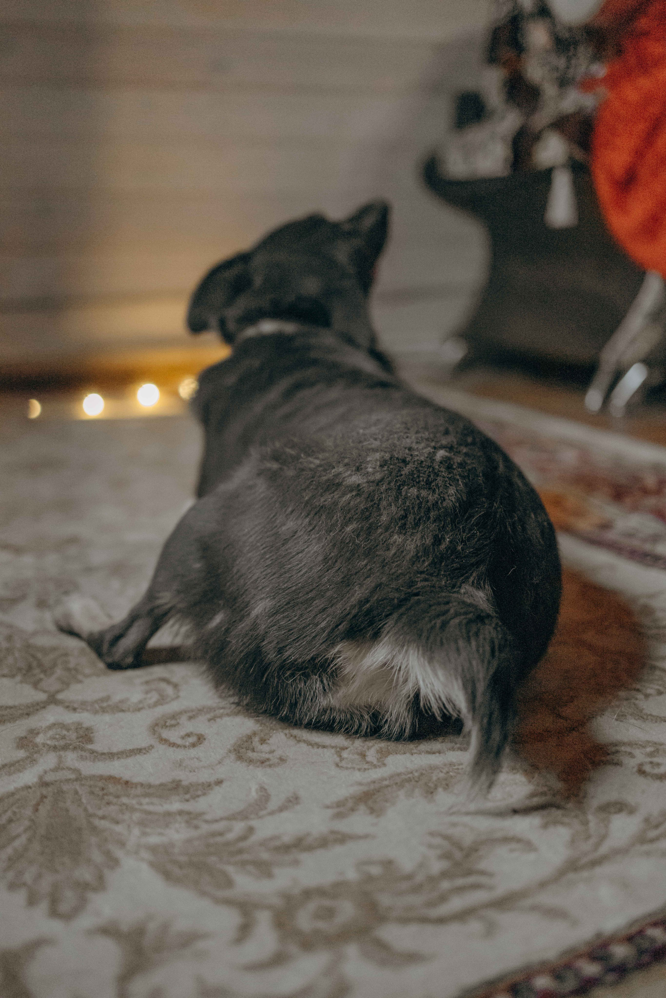 Передержка. Фотограф-анималист в Москве Лера Черноног