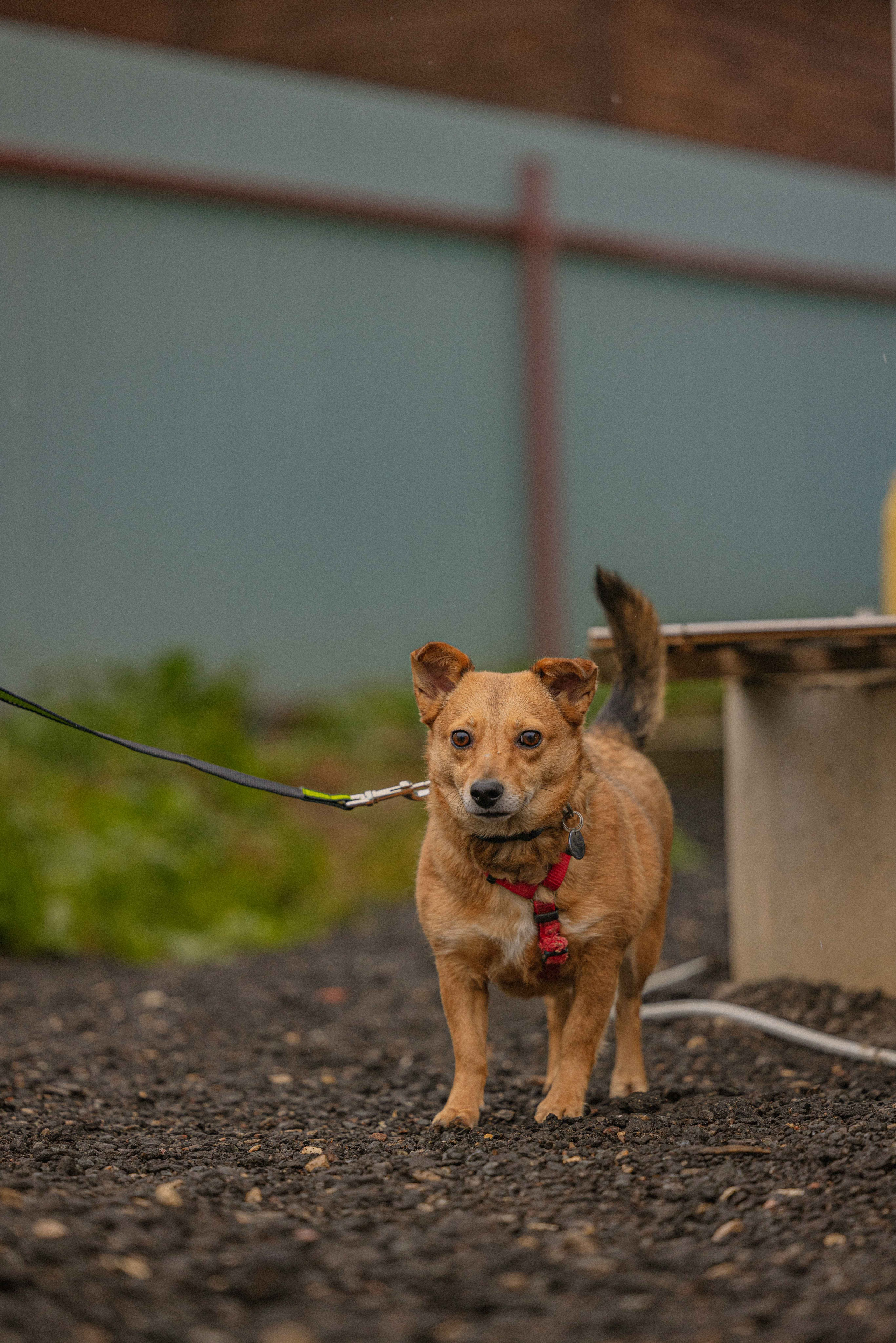 Передержка. Фотограф-анималист в Москве Лера Черноног