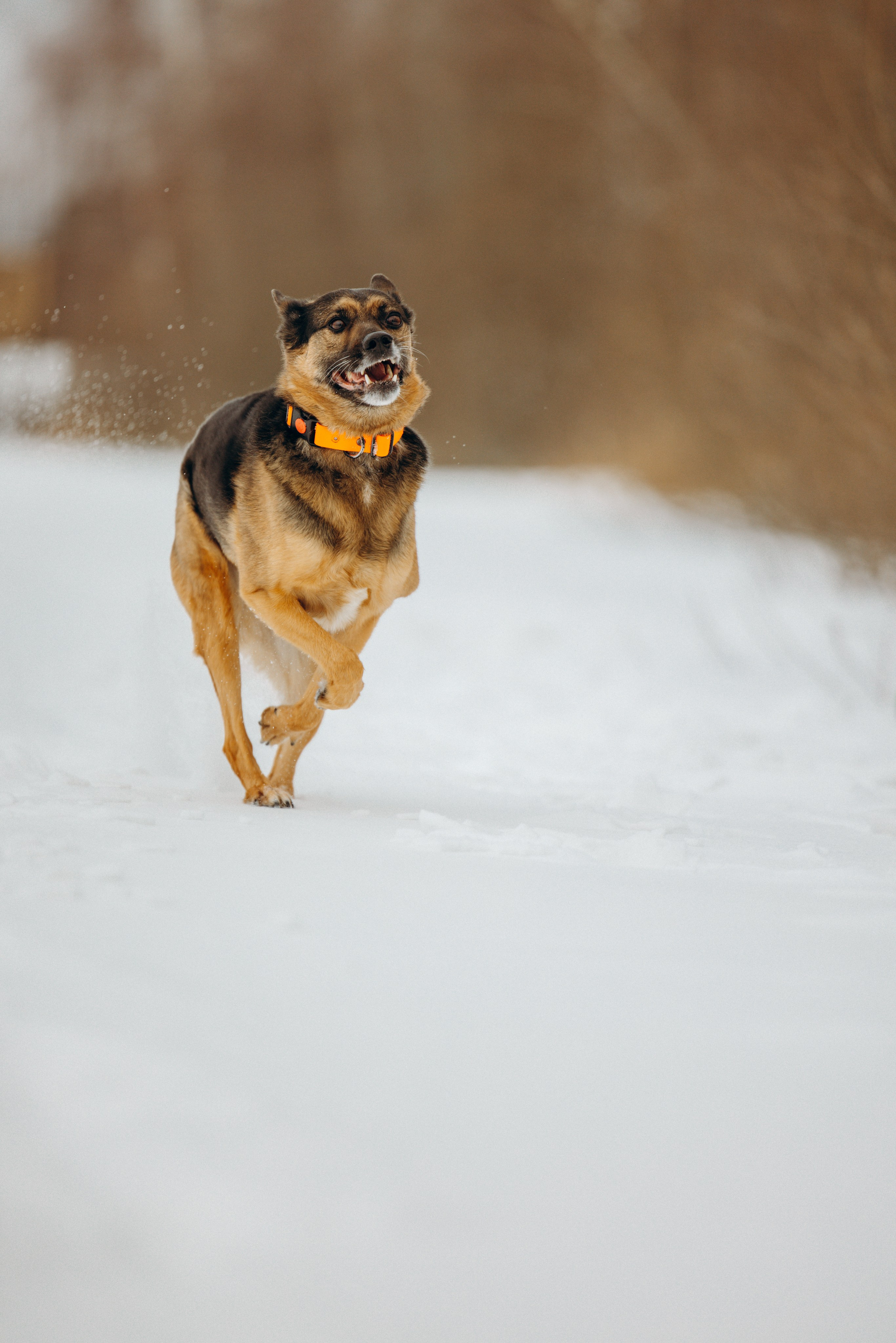 Ника, Матиша и Герда. Фотограф-анималист в Москве Лера Черноног