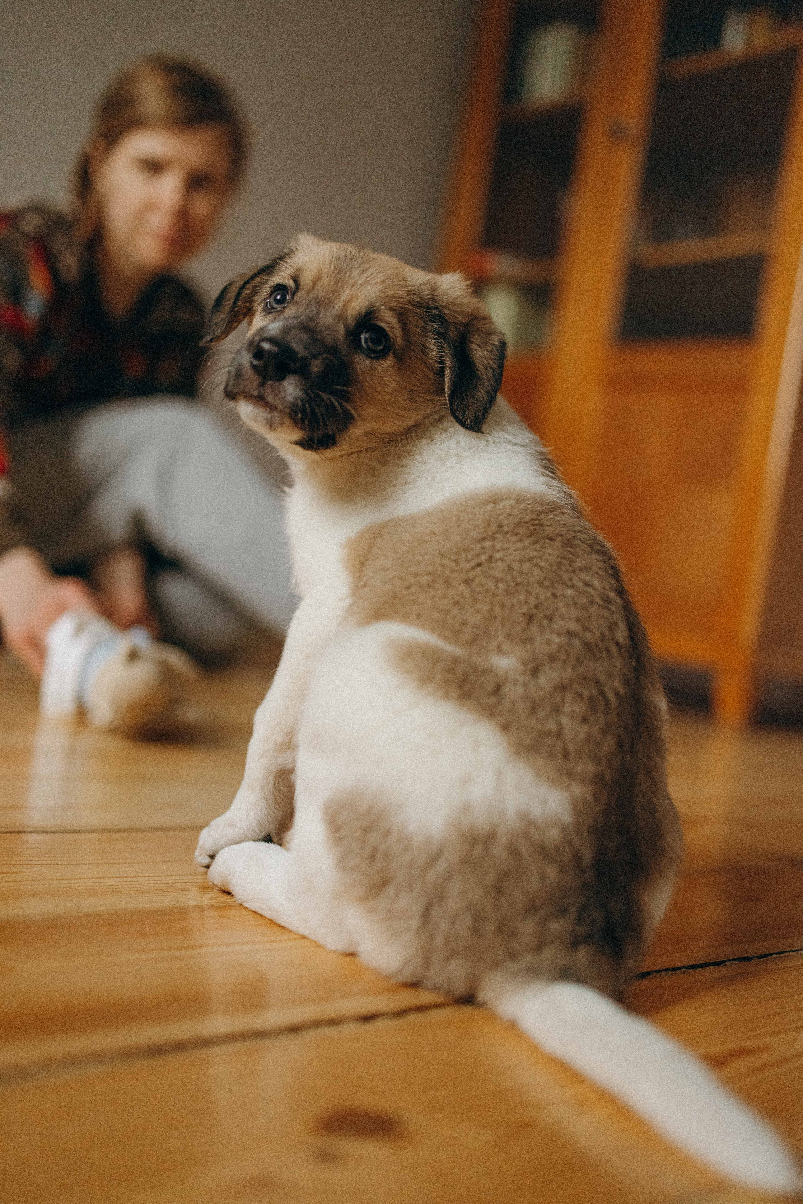 Щеночки. Фотограф-анималист в Москве Лера Черноног