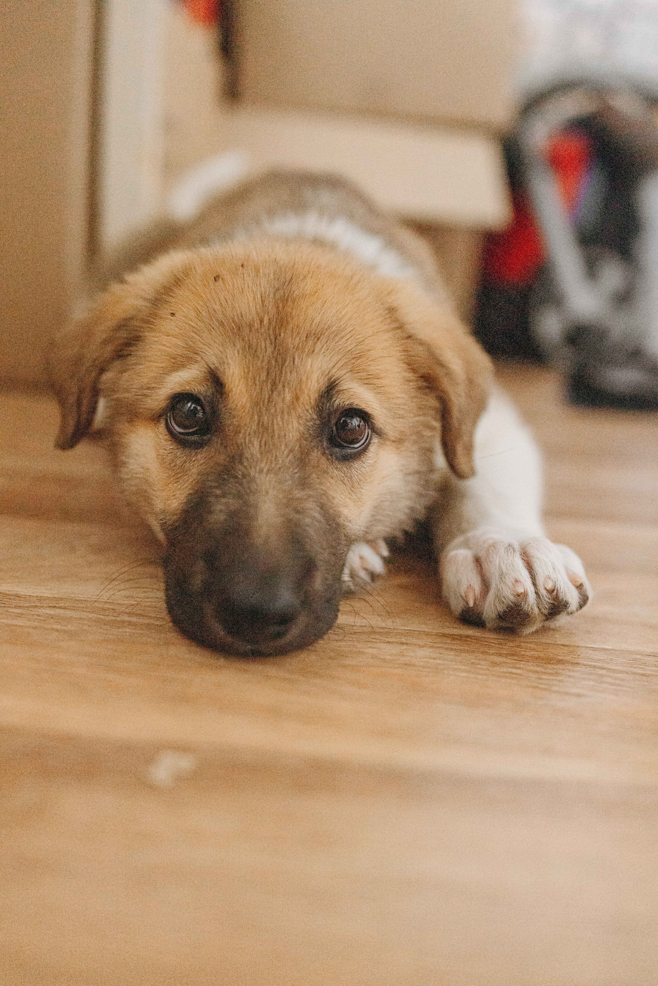 Щеночки на кухне. Фотограф-анималист в Москве Лера Черноног