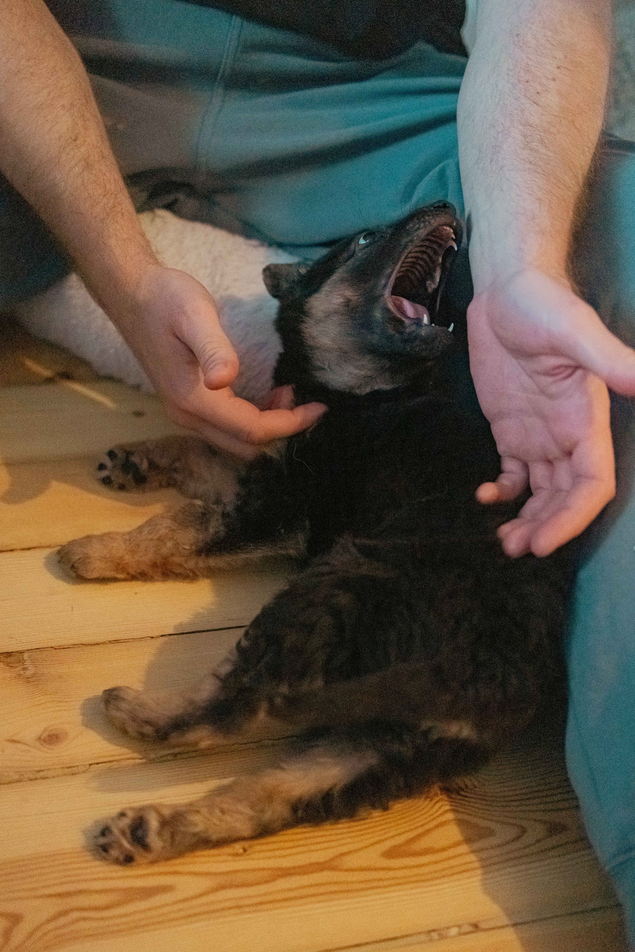 Пеппа. Фотограф-анималист в Москве Лера Черноног