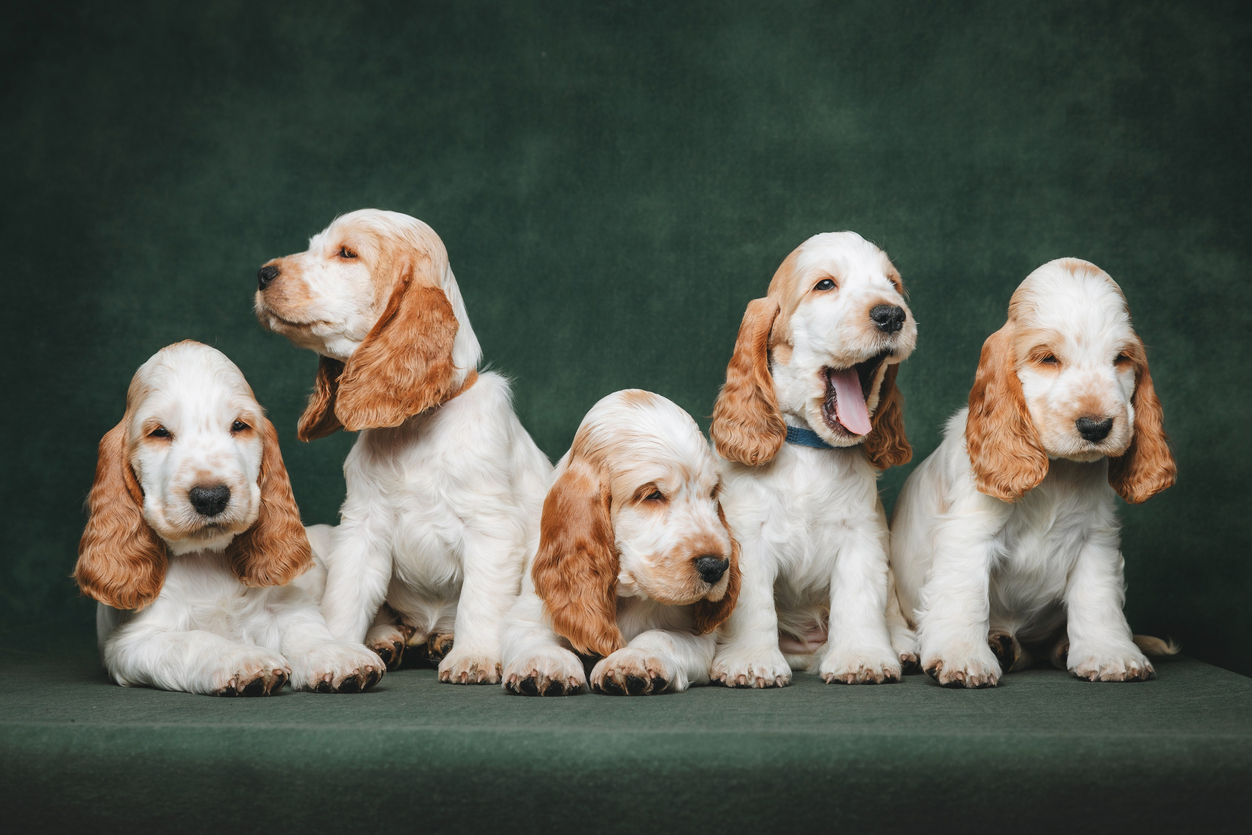 Английские коккер-спаниели. Фотограф анималист Осипчикова Мария