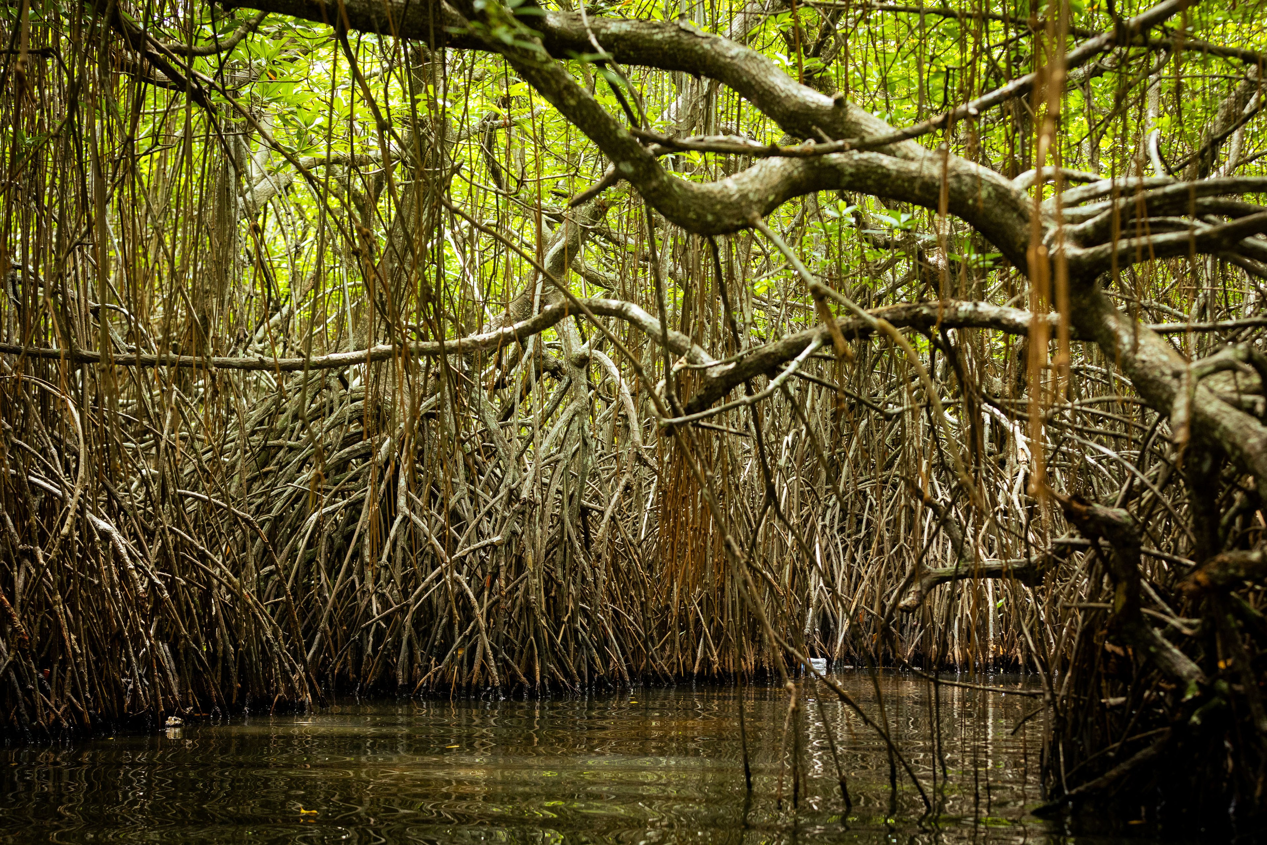 Шри-Ланка (весна 2024). Фотограф Виноградов Константин