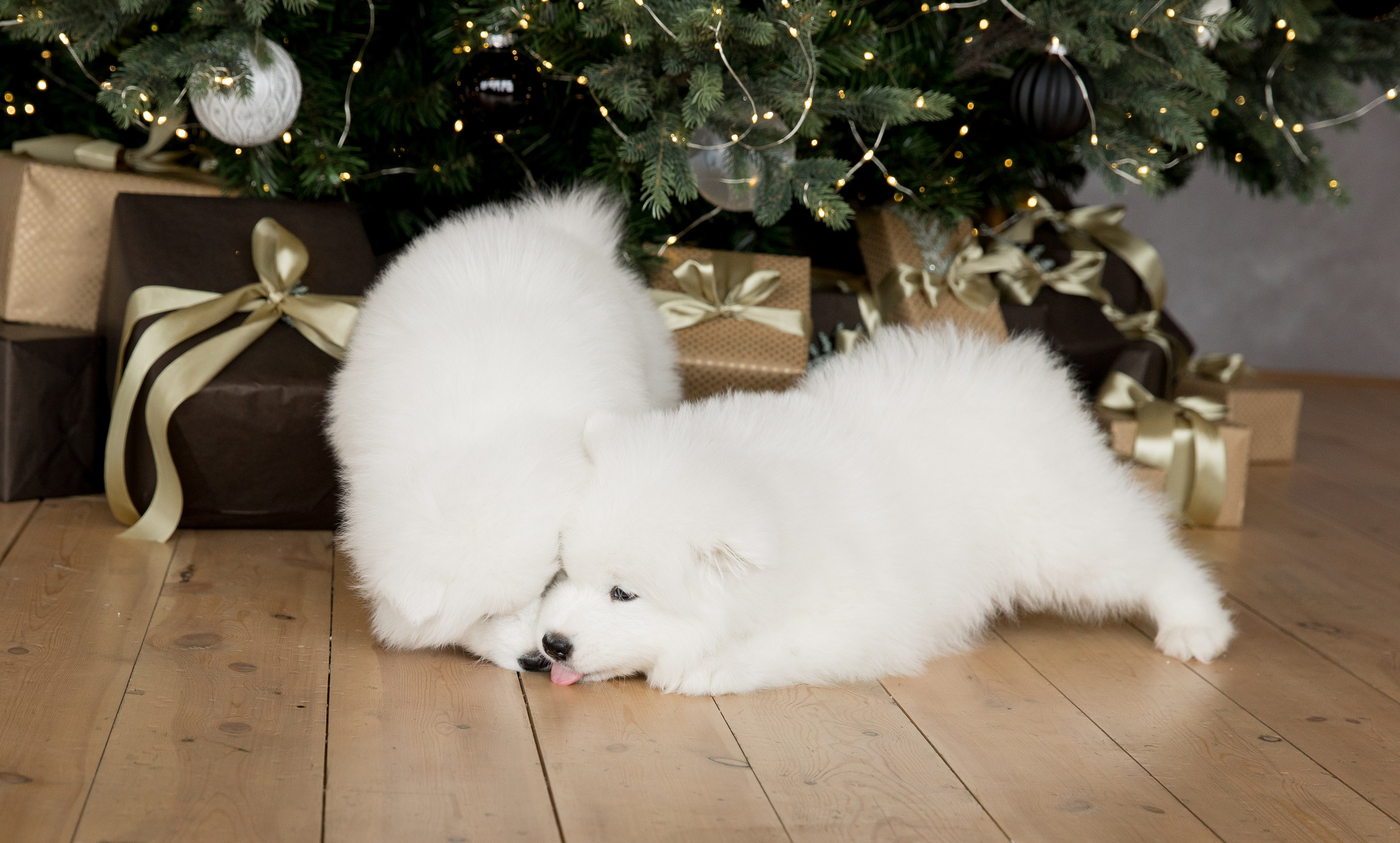 Помет «К» 17.09.2021 д. р. Самоед Новосибирск