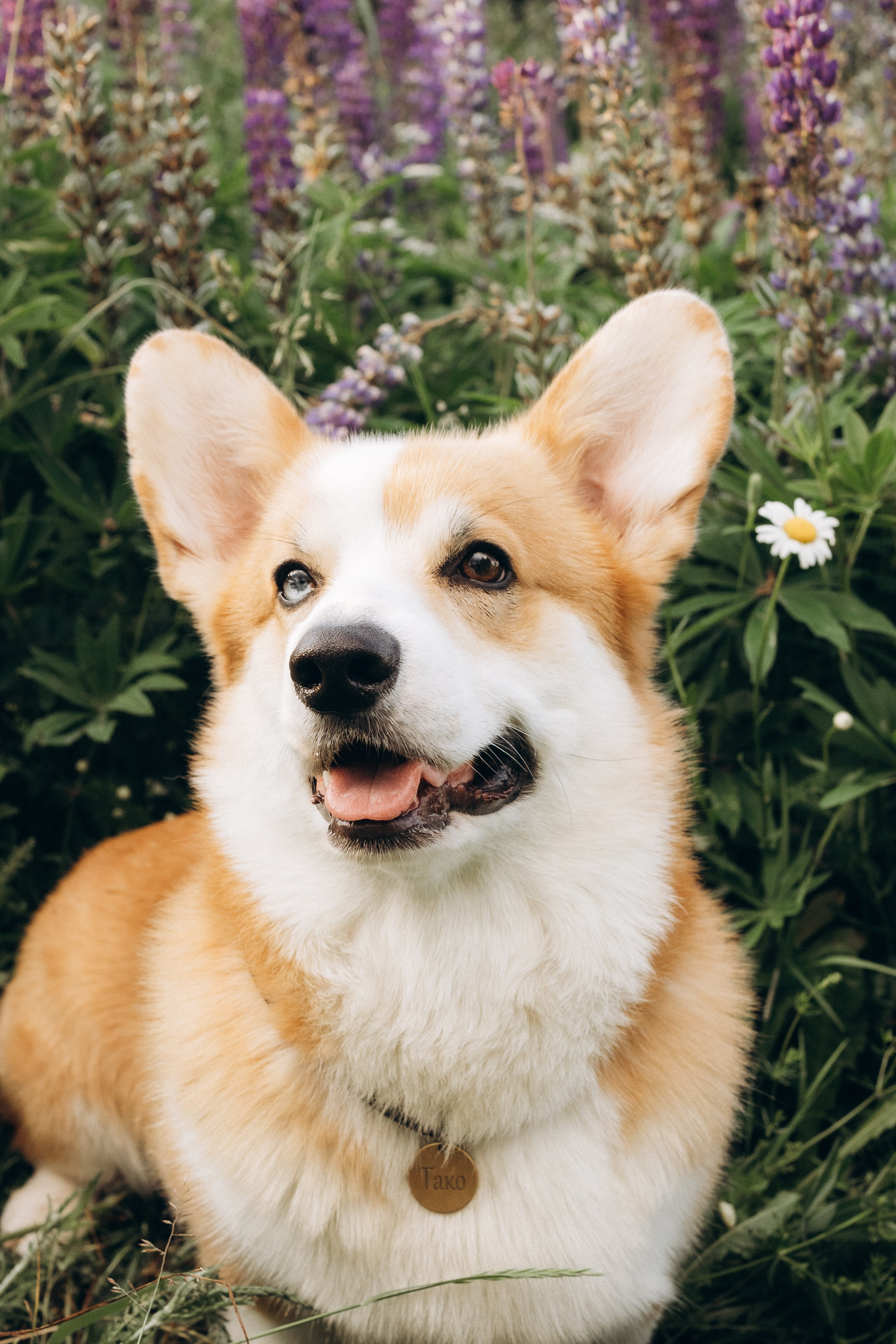 Алсу, Саша, Нага и Тако. Фотограф-анималист Анастасия Большакова
