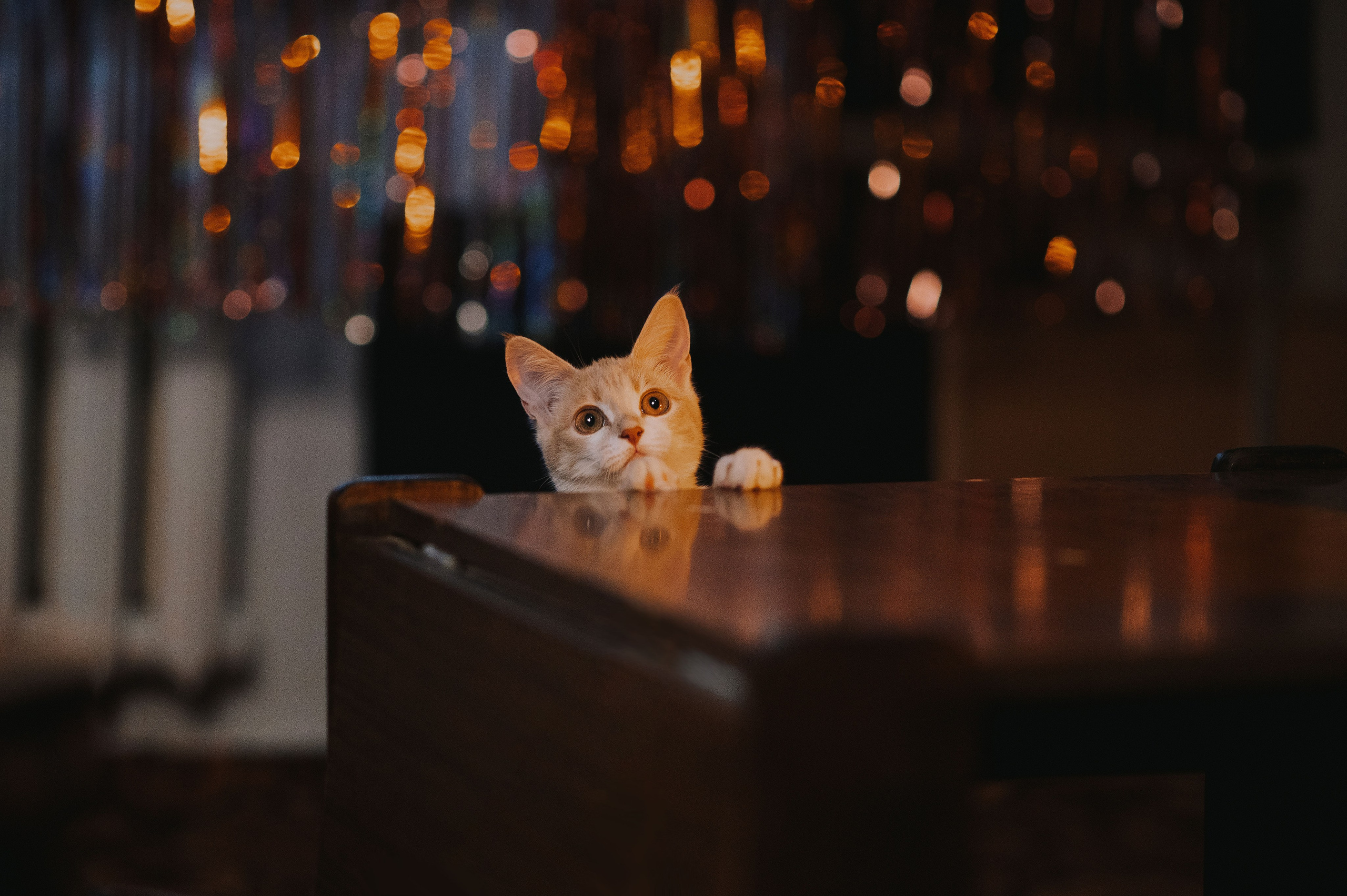 Котовая серия: Настя и Текилла (Королёв, 2022). Анна Пушина, фотограф, Москва, Королев, Пушкино