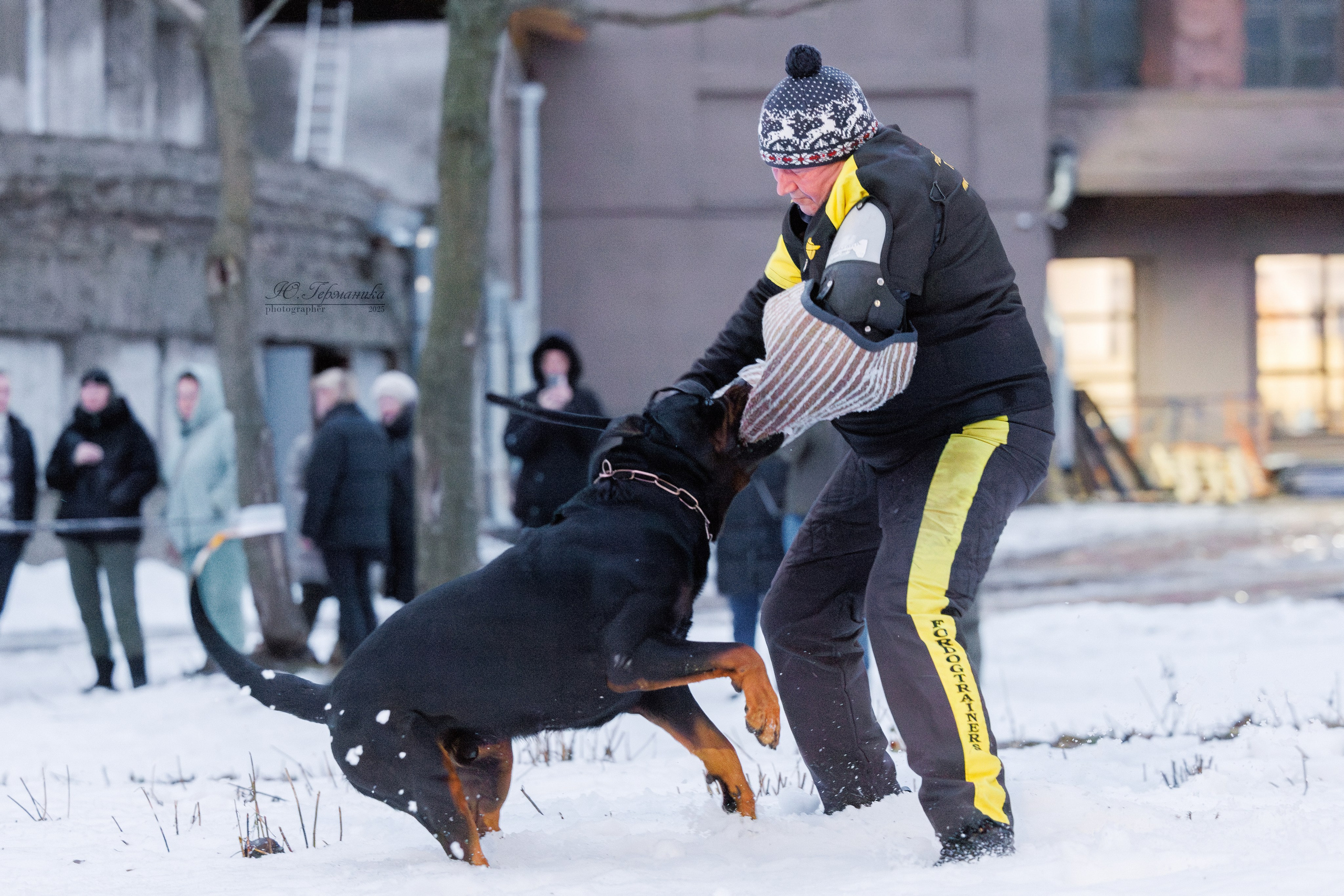 Питер ротвейлеры 18.01,Крокус 19.01.2025. Фотограф-анималист Юлия Германика