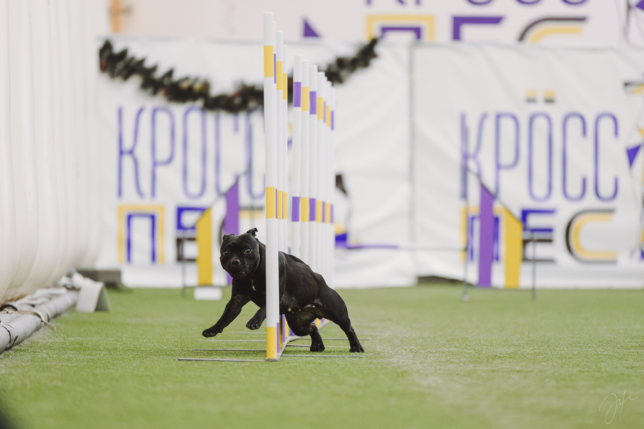 Тсахик. BLGKV питомник собак