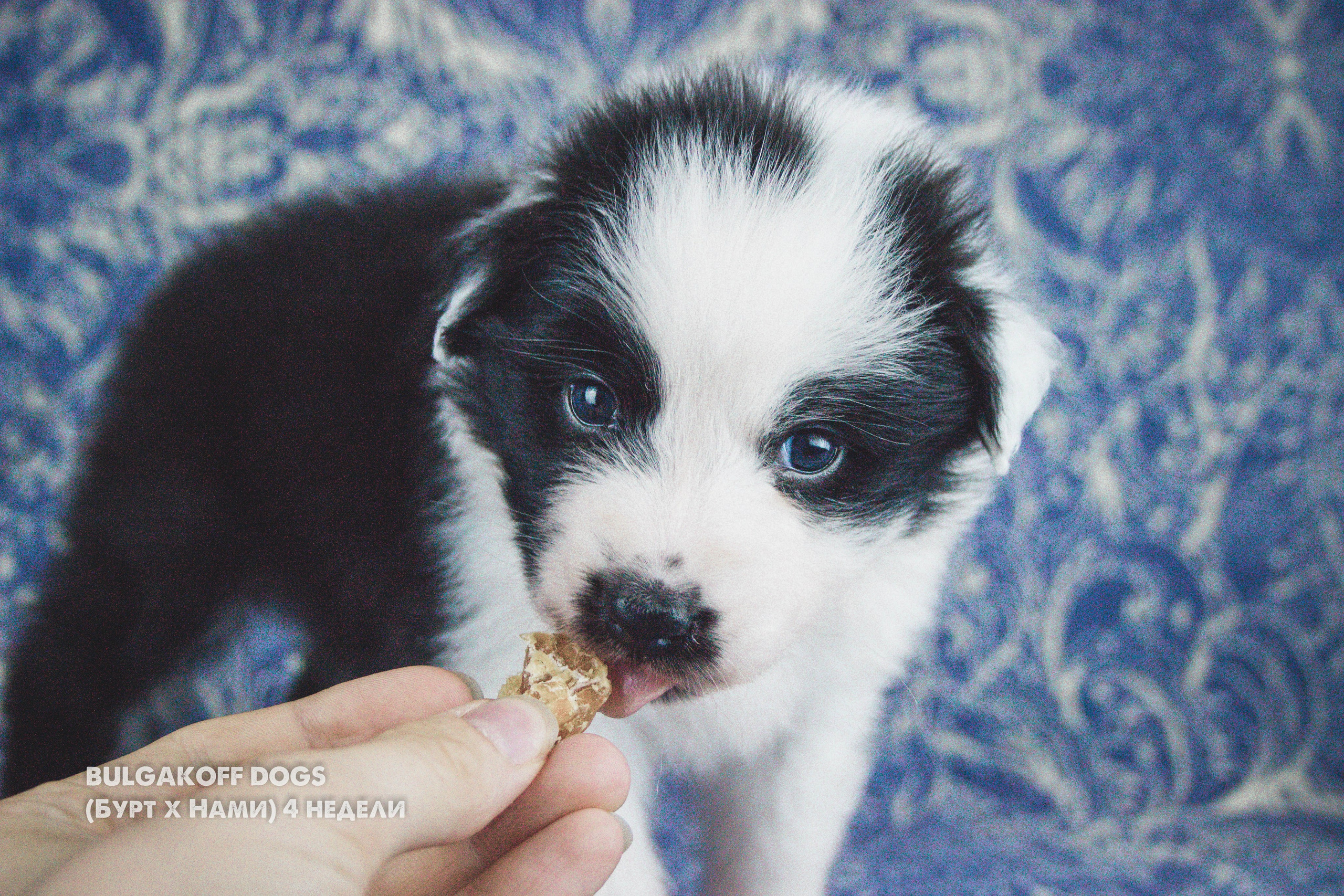 Карныш. BLGKV питомник собак