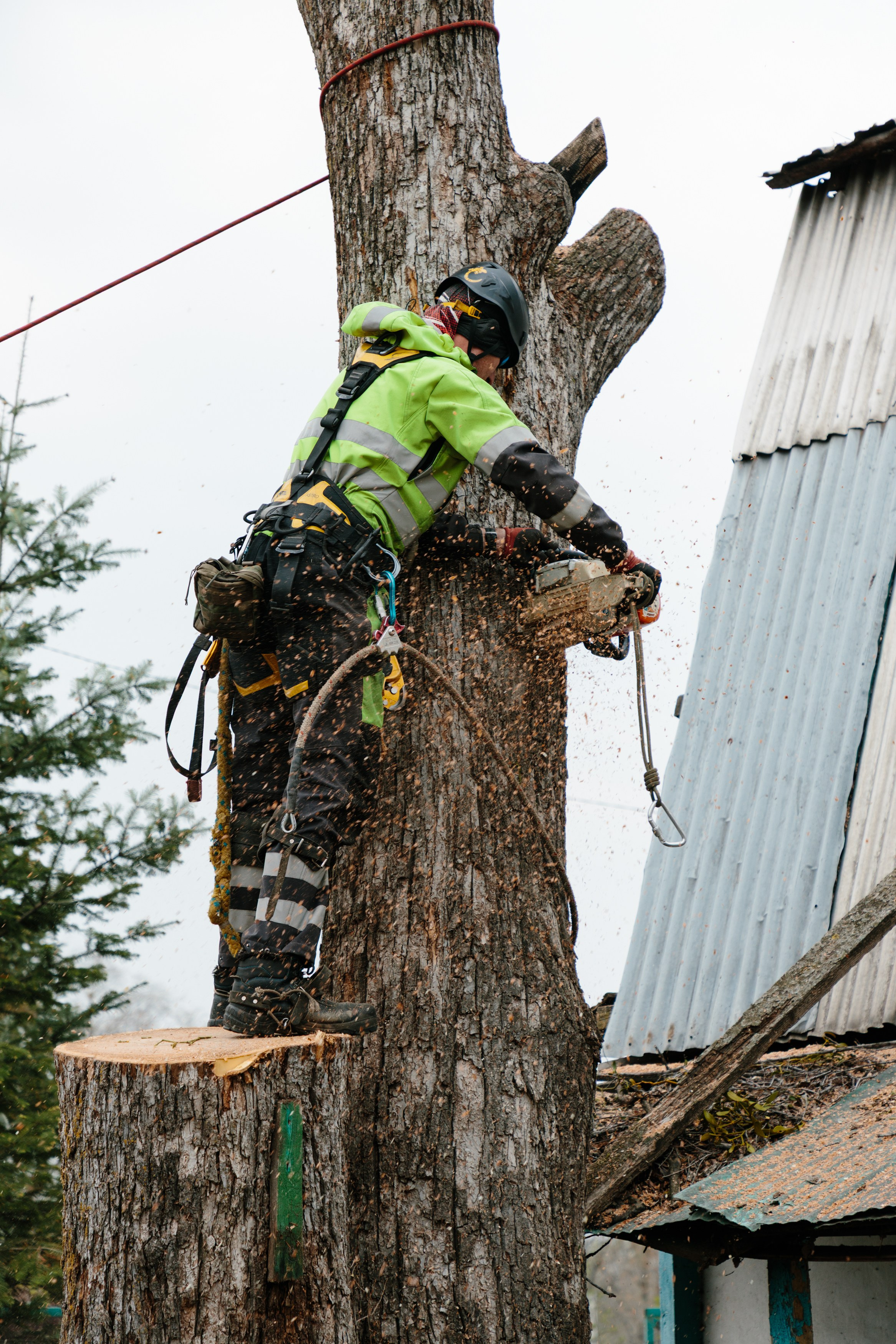 Арборист. Семейный фотограф в Хабаровске Катаева Ольга