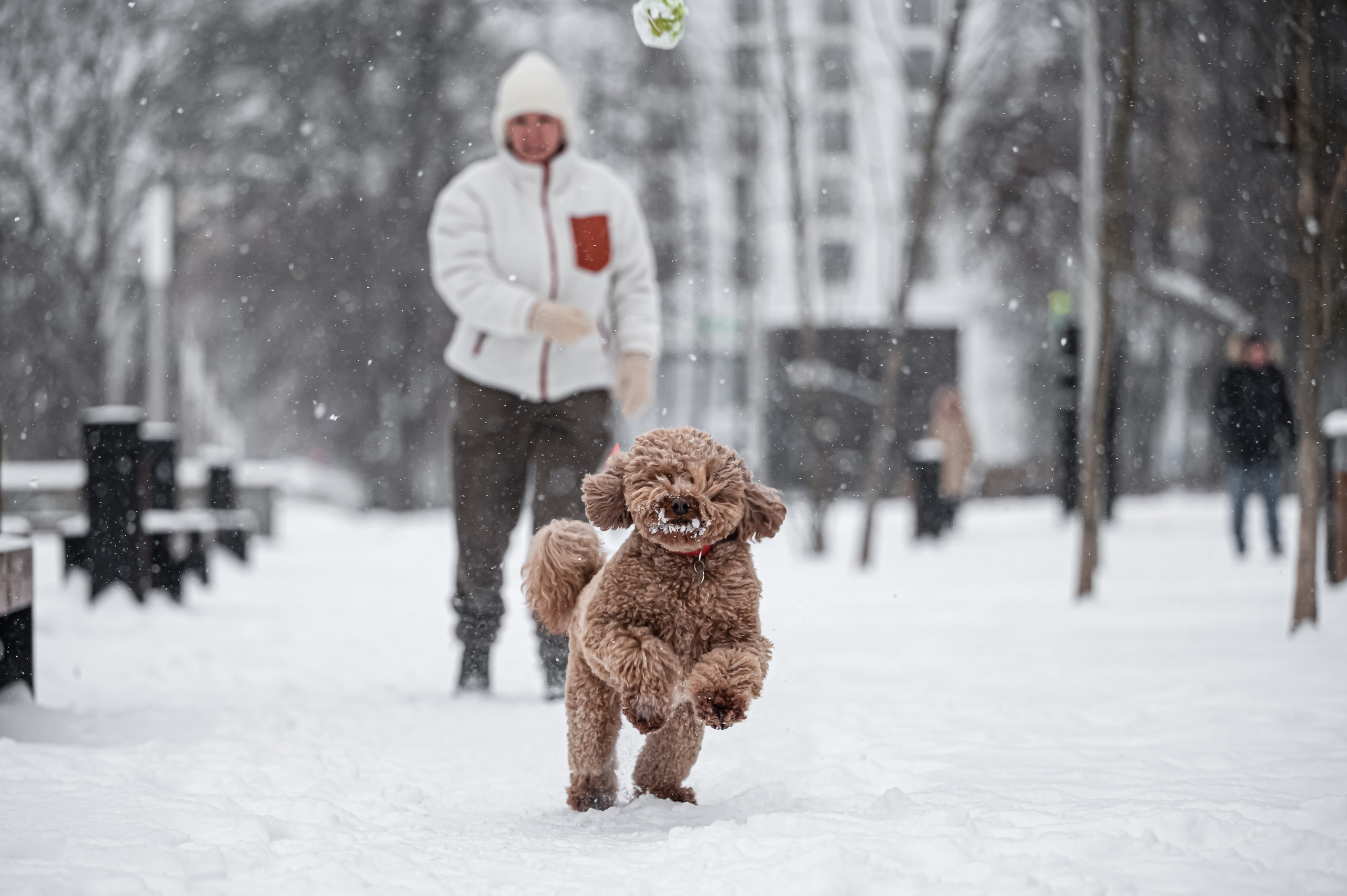 Снегопад. Репортажный фотограф