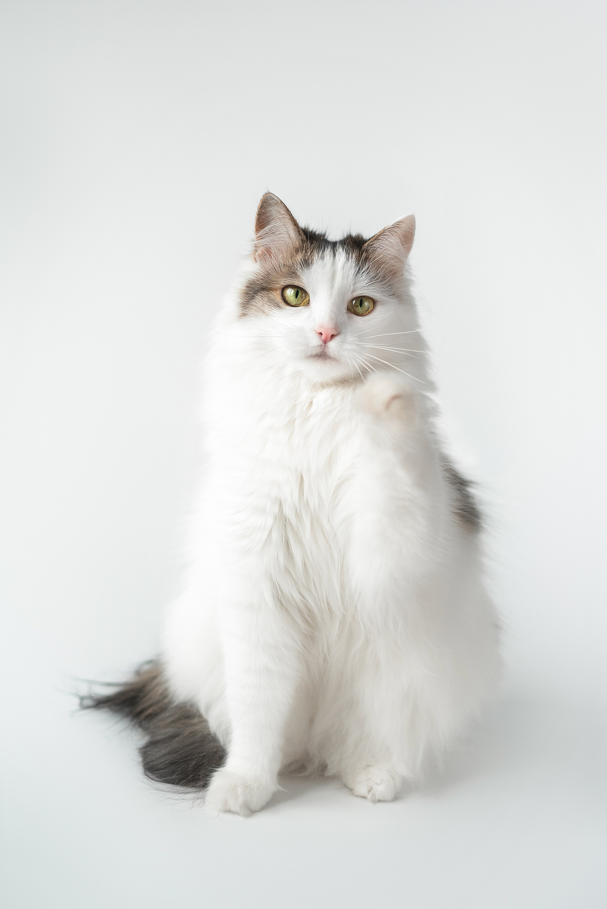 Скотинки. Конный фотограф Куракина Дарья • Фотосессии с лошадьми