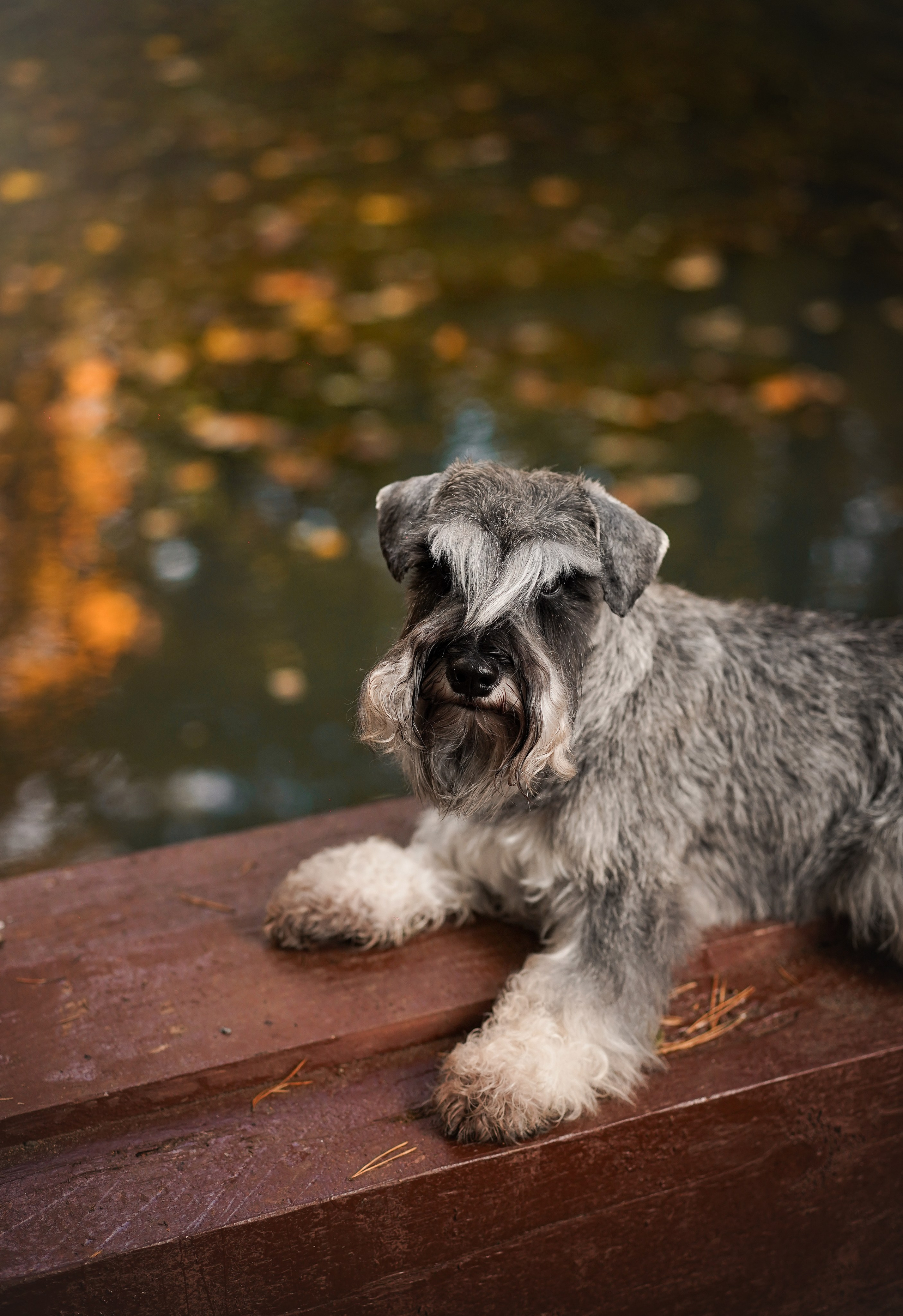 Даша Никита и Бенчи. Фотограф-анималист в Санкт-Петербурге Яна Мартынова