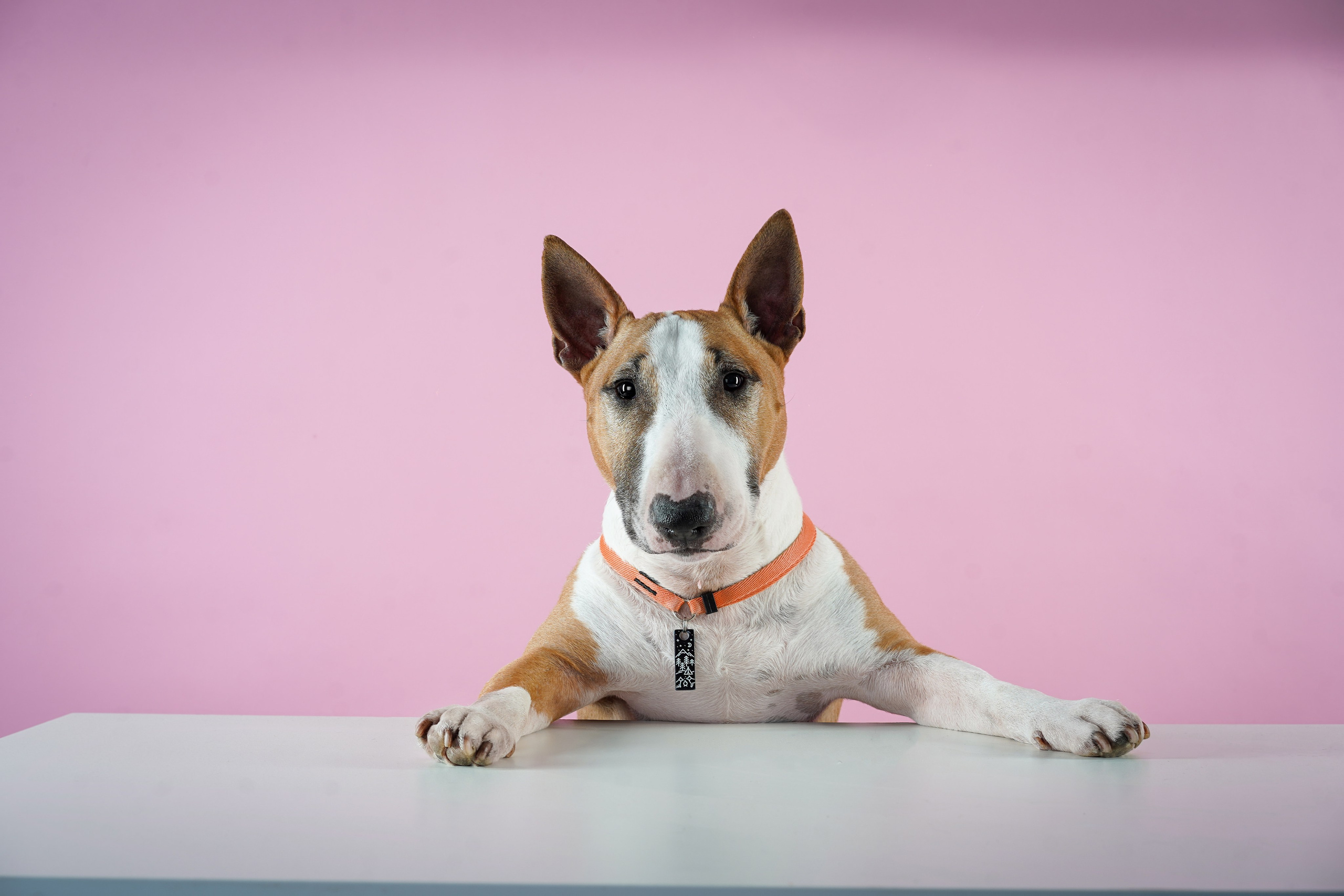 Юни и Панда. Фотограф-анималист в Санкт-Петербурге Яна Мартынова