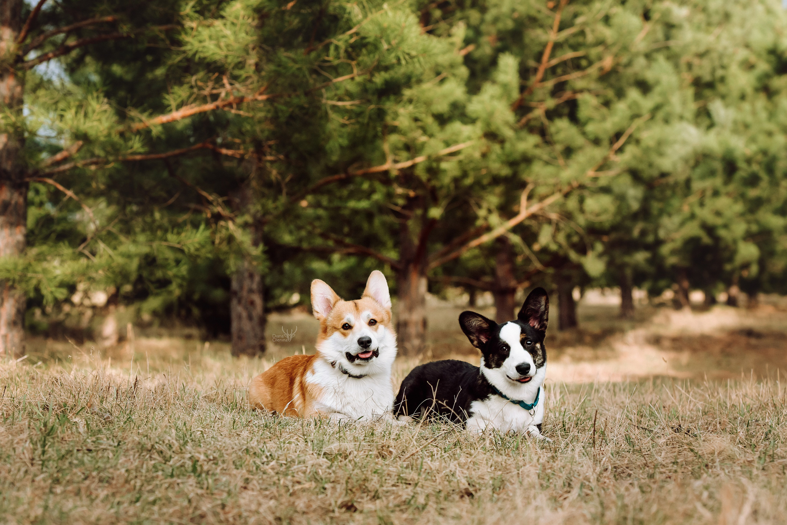 Собаки уличные. Фотограф Диана Оленина Красноярск / Братск