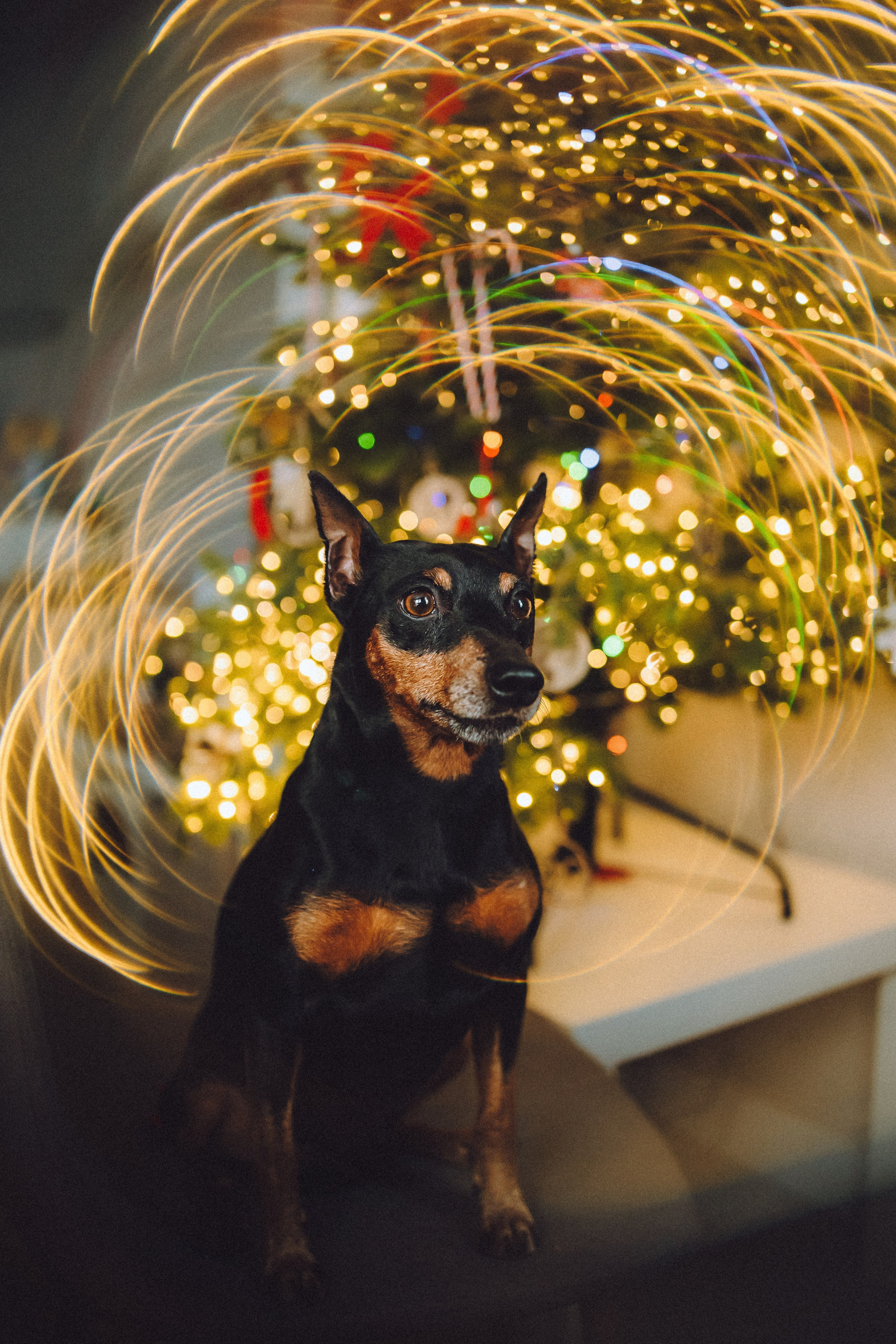 Топик и его семья