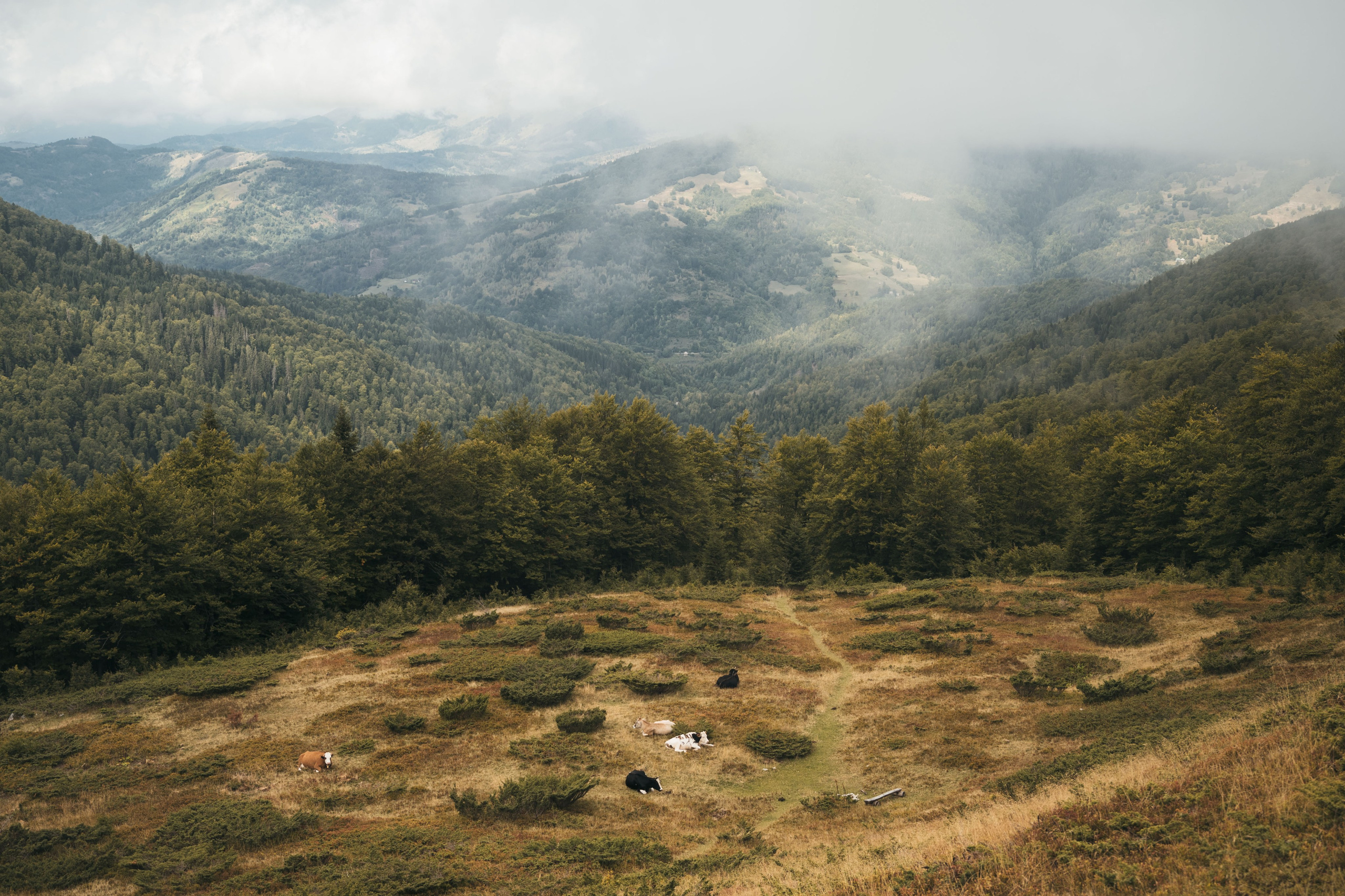ГОРЫ КОМОВИ. ЧЕРНОГОРИЯ. Фотограф в Белграде Чугреева Елена