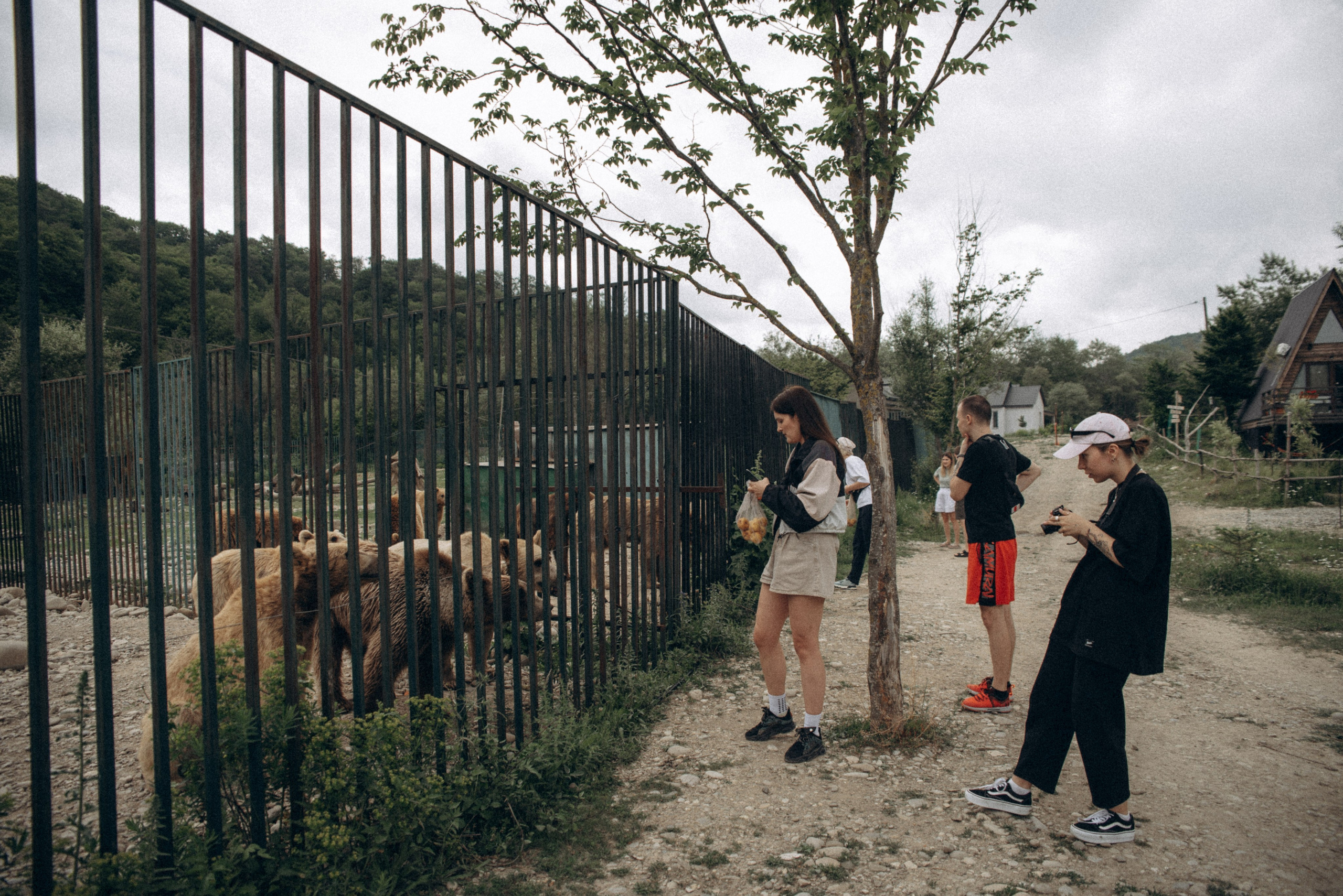 Медвежий приют, Мамкода, Грузия 🇬🇪 «Honey Trip». Anita_photo