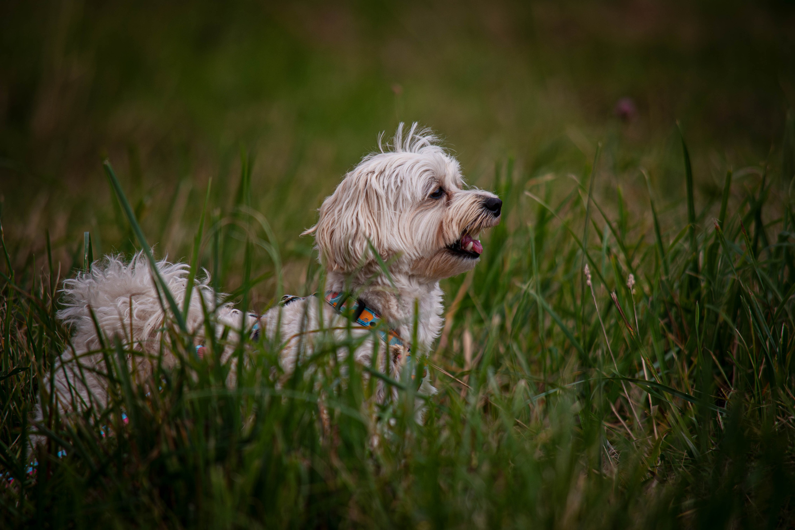 Прогулка в парке Митино. Фотограф Светлана Блинова, Москва и Московская область
