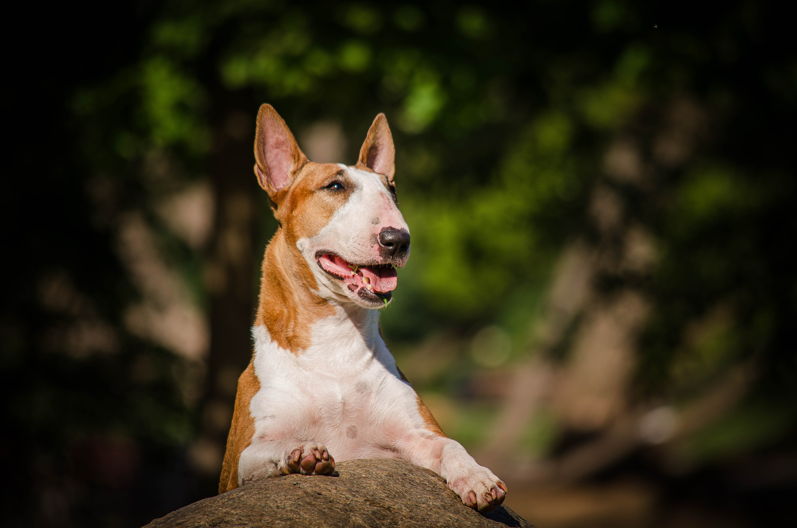 Пуля. Фотограф Светлана Блинова, Москва и Московская область